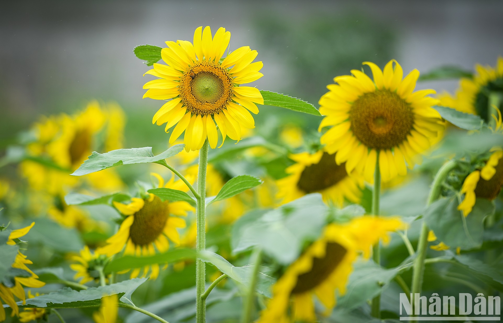 Campo de girasoles en Ecopark fascina a fotógrafos aficionados ảnh 4 Campo de girasoles en Ecopark fascina a fotógrafos aficionados ảnh 4