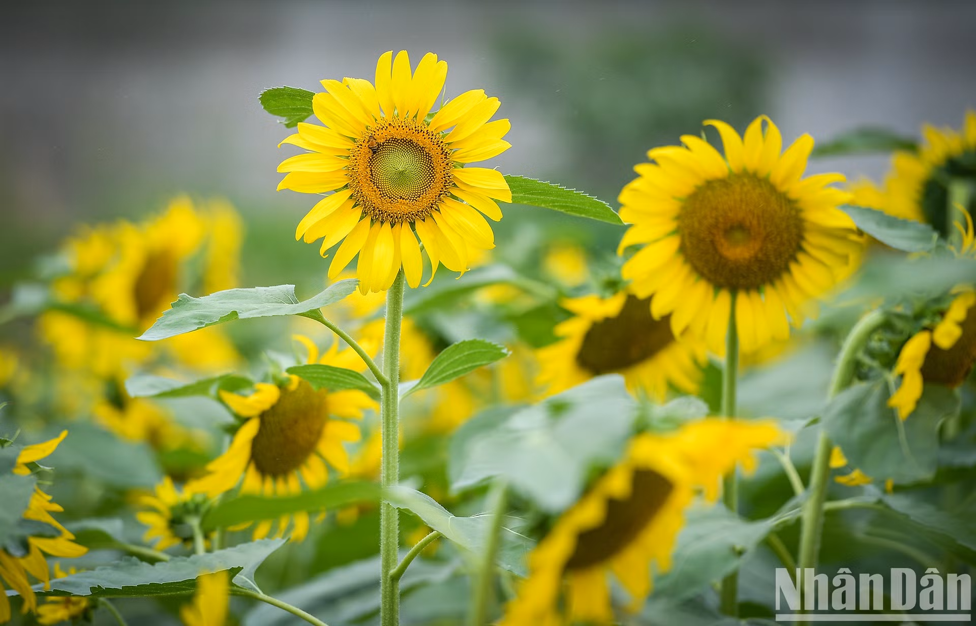 Campo de girasoles en Ecopark fascina a fotógrafos aficionados ảnh 4