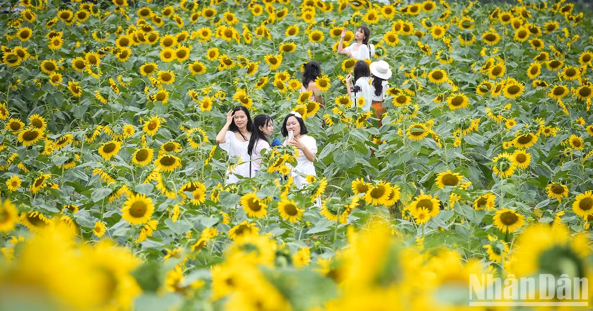 Campo de girasoles en Ecopark fascina a fotógrafos aficionados