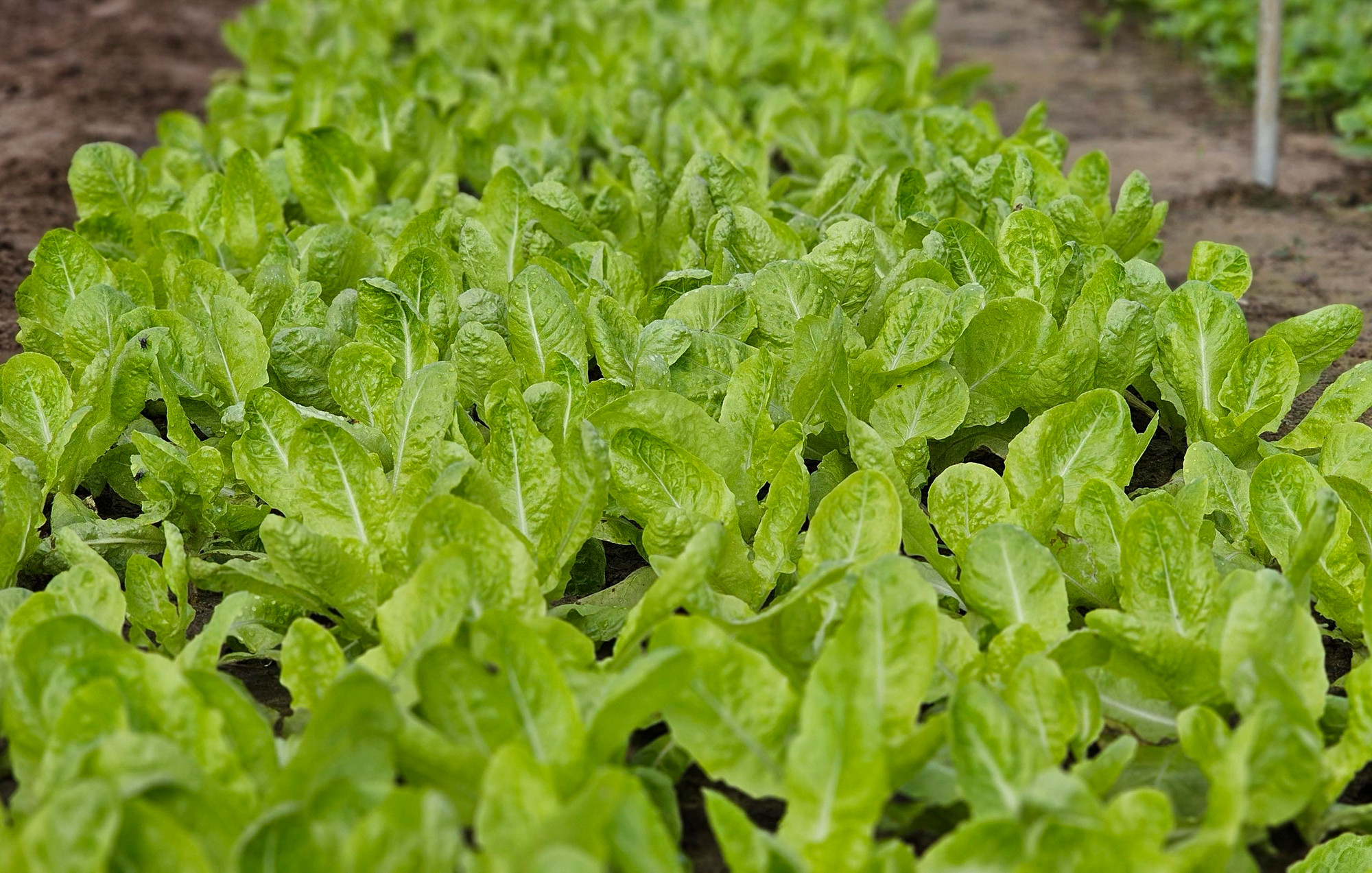Las verduras de Tra Que son un elemento indispensable de los célebres platos de Hoi An, como el mi quang (fideo de Quang Nam) y el cao lau (plato de fideos típico de la ciudad antigua de Hoi An). Las verduras de Tra Que son un elemento indispensable de los célebres platos de Hoi An, como el mi quang (fideo de Quang Nam) y el cao lau (plato de fideos típico de la ciudad antigua de Hoi An).