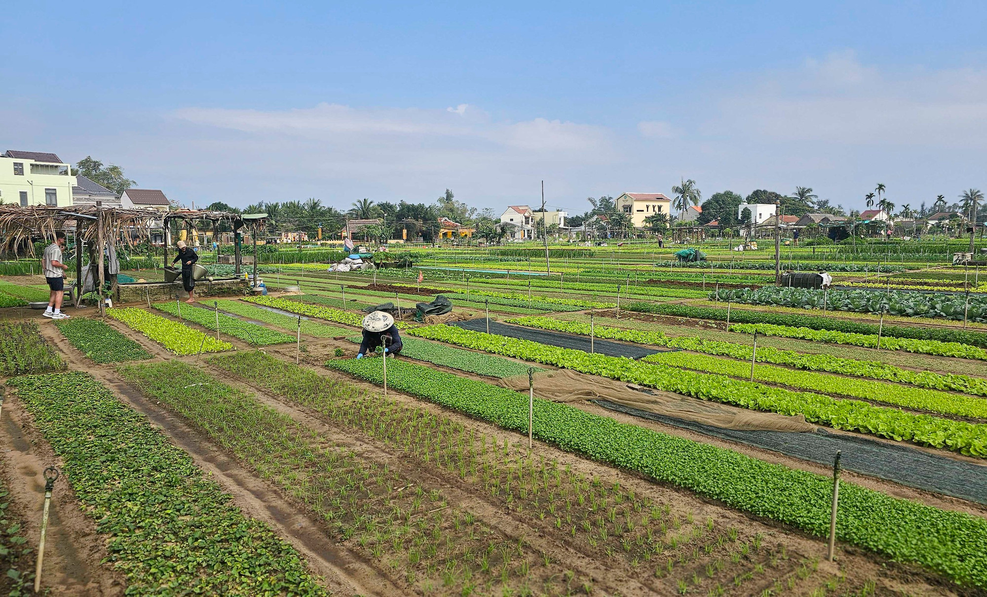 El cultivo de hortalizas en Tra Que fue reconocido por el Ministerio de Cultura, Deporte y Turismo en 2022 como Patrimonio Inmaterial Nacional en la categoría de saberes populares y oficios tradicionales. El cultivo de hortalizas en Tra Que fue reconocido por el Ministerio de Cultura, Deporte y Turismo en 2022 como Patrimonio Inmaterial Nacional en la categoría de saberes populares y oficios tradicionales.