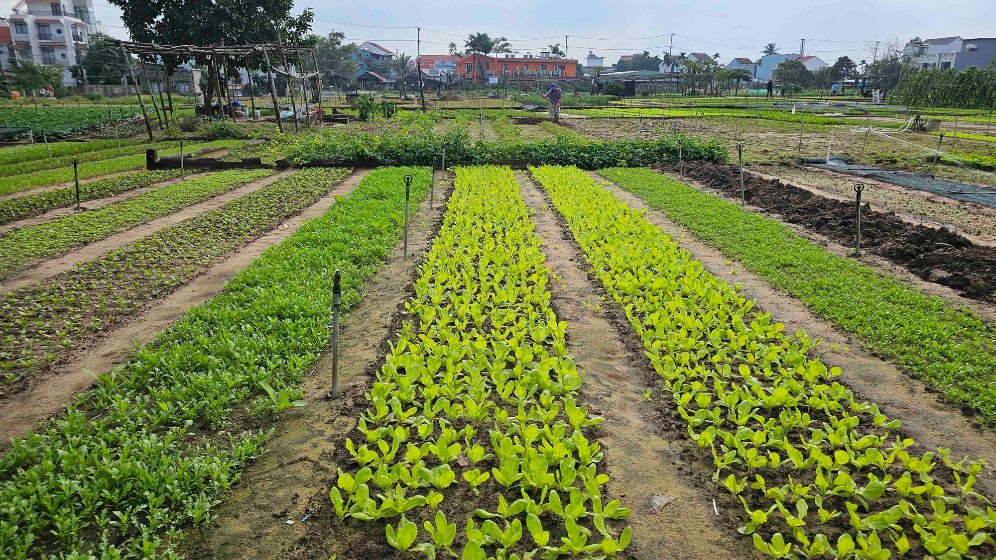En la aldea se encuentran reliquias históricas como el santuario de Tho Than, el templo de Ngu Hanh y la tumba de Nguyen Van Dien. Las costumbres, prácticas, creencias y cultura culinaria de la localidad se han preservado y promovido con eficacia, lo que demuestra el largo proceso de desarrollo del pueblo. En la aldea se encuentran reliquias históricas como el santuario de Tho Than, el templo de Ngu Hanh y la tumba de Nguyen Van Dien. Las costumbres, prácticas, creencias y cultura culinaria de la localidad se han preservado y promovido con eficacia, lo que demuestra el largo proceso de desarrollo del pueblo.