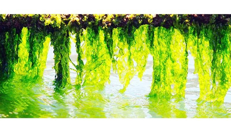 Los parches de musgo son como cortinas en el agua.