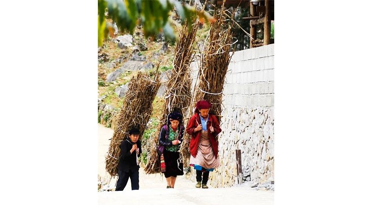 Los tallos de maíz cosechados se utilizan como leña.