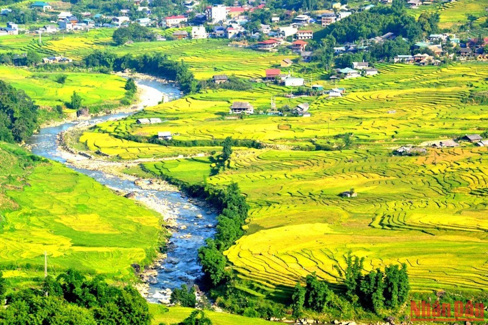 El arroyo que fluye a lo largo del valle de Muong Hoa realza la belleza de los arrozales cuando estos sobran un color amarillo albaricoque. El arroyo que fluye a lo largo del valle de Muong Hoa realza la belleza de los arrozales cuando estos sobran un color amarillo albaricoque.