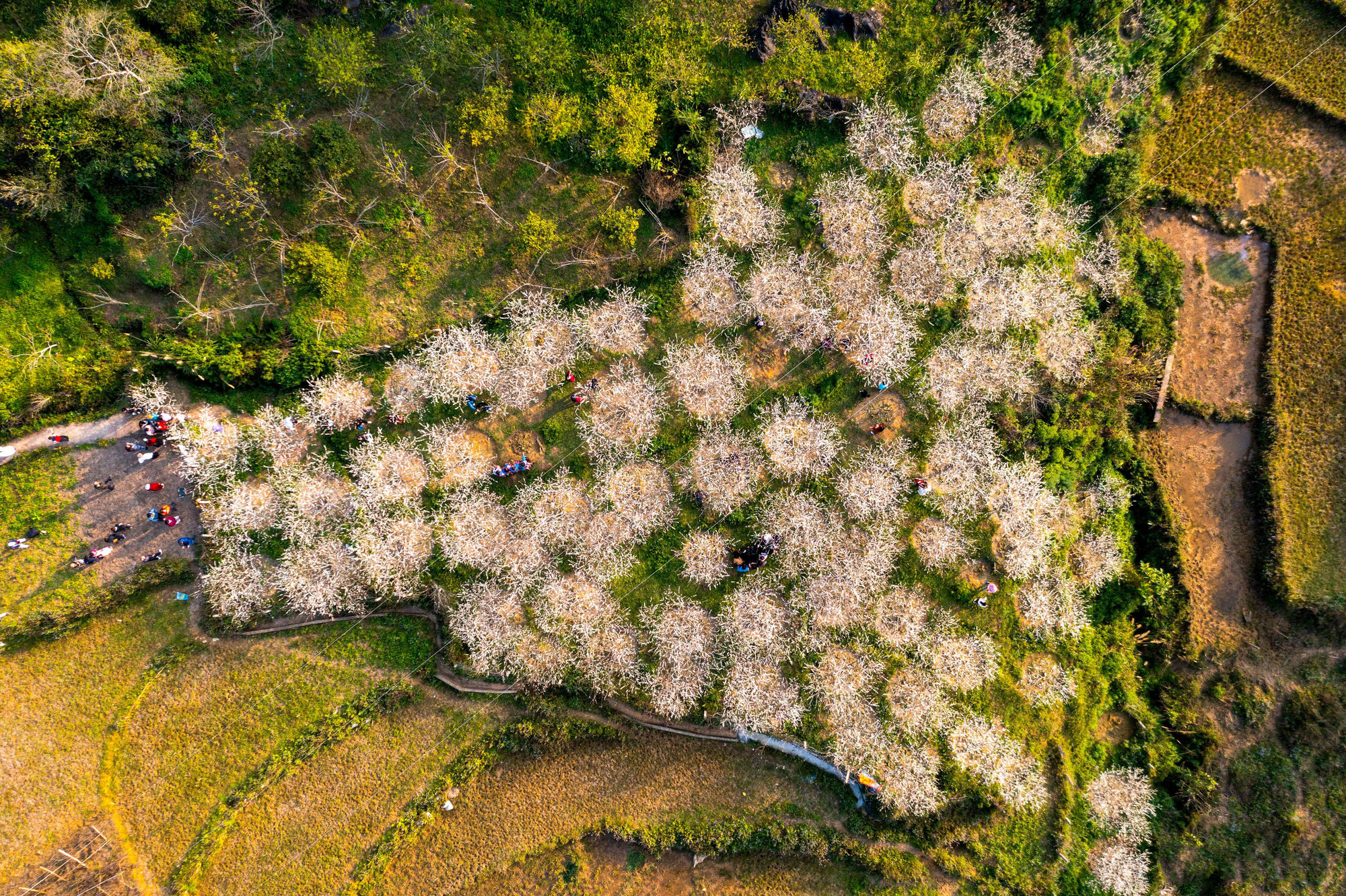 Las flores puras brotando en los jardines y los pétalos delicados esparcidos sobre los caminos de tierra roja crean una pintura natural poética y cautivadora.