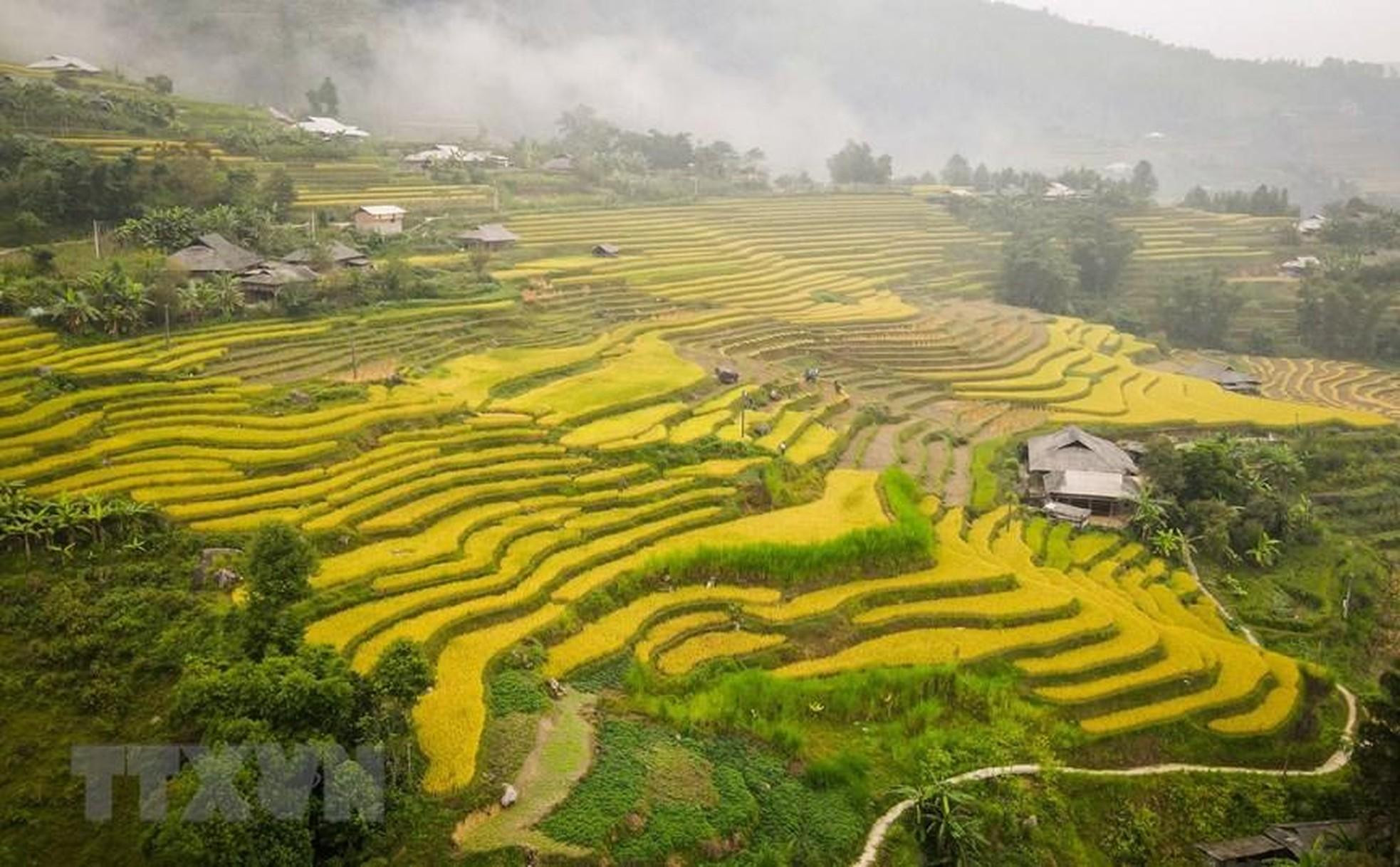 El final de agosto y el comienzo de septiembre del calendario lunar también es un período ideal para que los visitantes extranjeros admiren los campos en terrazas cuando llegan a esta tierra alta del país indochino. (Foto: VNA) El final de agosto y el comienzo de septiembre del calendario lunar también es un período ideal para que los visitantes extranjeros admiren los campos en terrazas cuando llegan a esta tierra alta del país indochino. (Foto: VNA)
