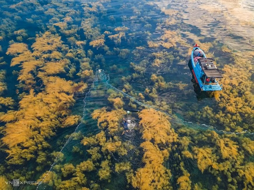 Pescadores saltan al mar para faenar en medio del bosque de algas.