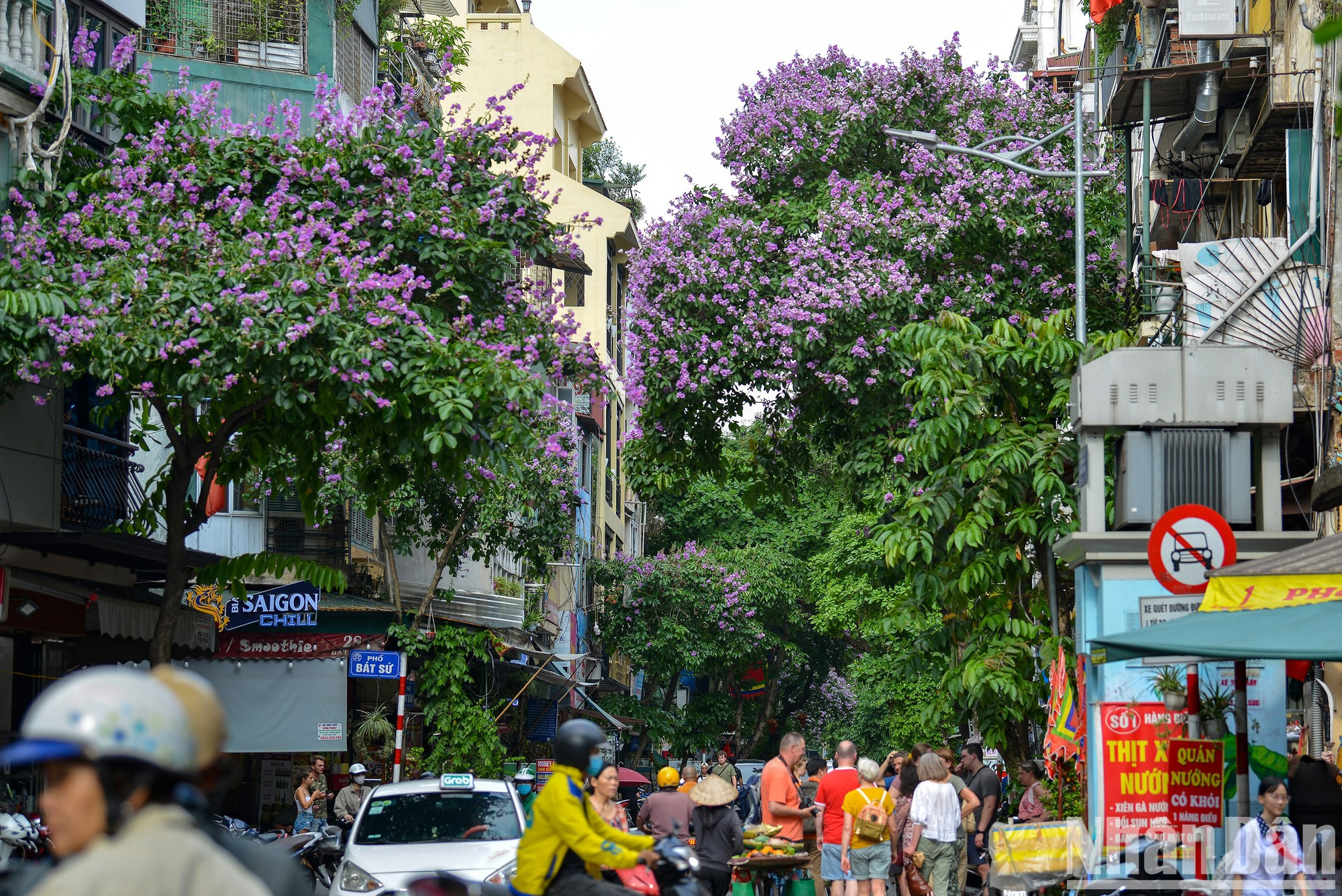 Por estos días los capitalinos pueden ver el color púrpura de ensueño de las flores bang lang en cualquier lugar. Por estos días los capitalinos pueden ver el color púrpura de ensueño de las flores bang lang en cualquier lugar.