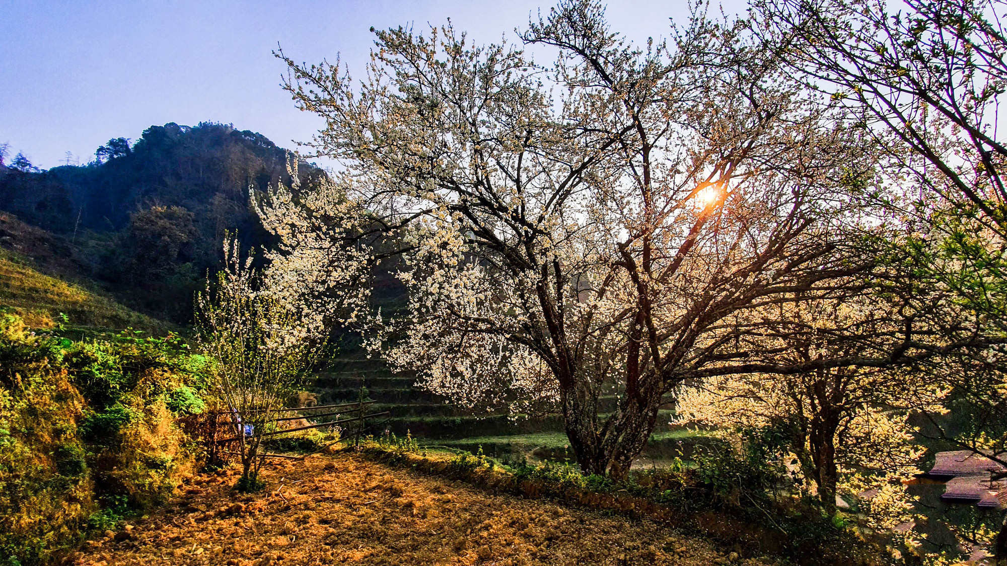 Cuando la temperatura comienza a subir, millones de pequeñas flores blancas de ciruelo comienzan a brotar y mostrar su soñadora belleza en medio de la vasta naturaleza.