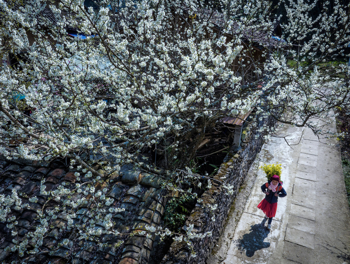 Tras el éxito de la película "Chuyen cua Pao" (La historia de Pao), la casa utilizada como escenario de la película se convirtió en un conocido destino turístico de la comuna de Sung La. El fotógrafo tomó esta imagen en primavera, cuando los ciruelos en flor tiñen de blanco el paisaje.
