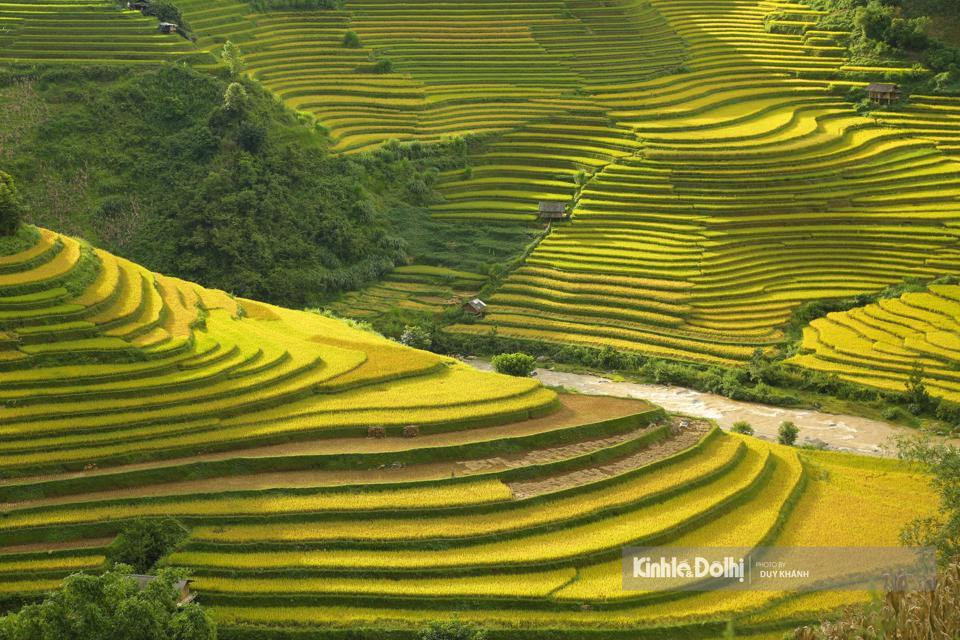 El color dorado colma los campos en terrazas.