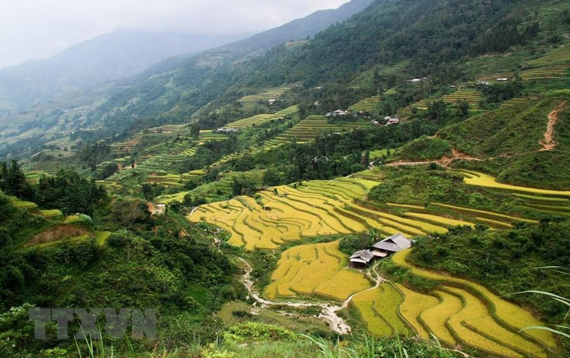 Cada año, a finales de agosto y principios de septiembre del calendario lunar, cuando hace frío, los rayos del sol brillan sobre los arrozales maduros de Hoang Su Phi, lo que indica una cosecha abundante. (Foto: VNA) Cada año, a finales de agosto y principios de septiembre del calendario lunar, cuando hace frío, los rayos del sol brillan sobre los arrozales maduros de Hoang Su Phi, lo que indica una cosecha abundante. (Foto: VNA)