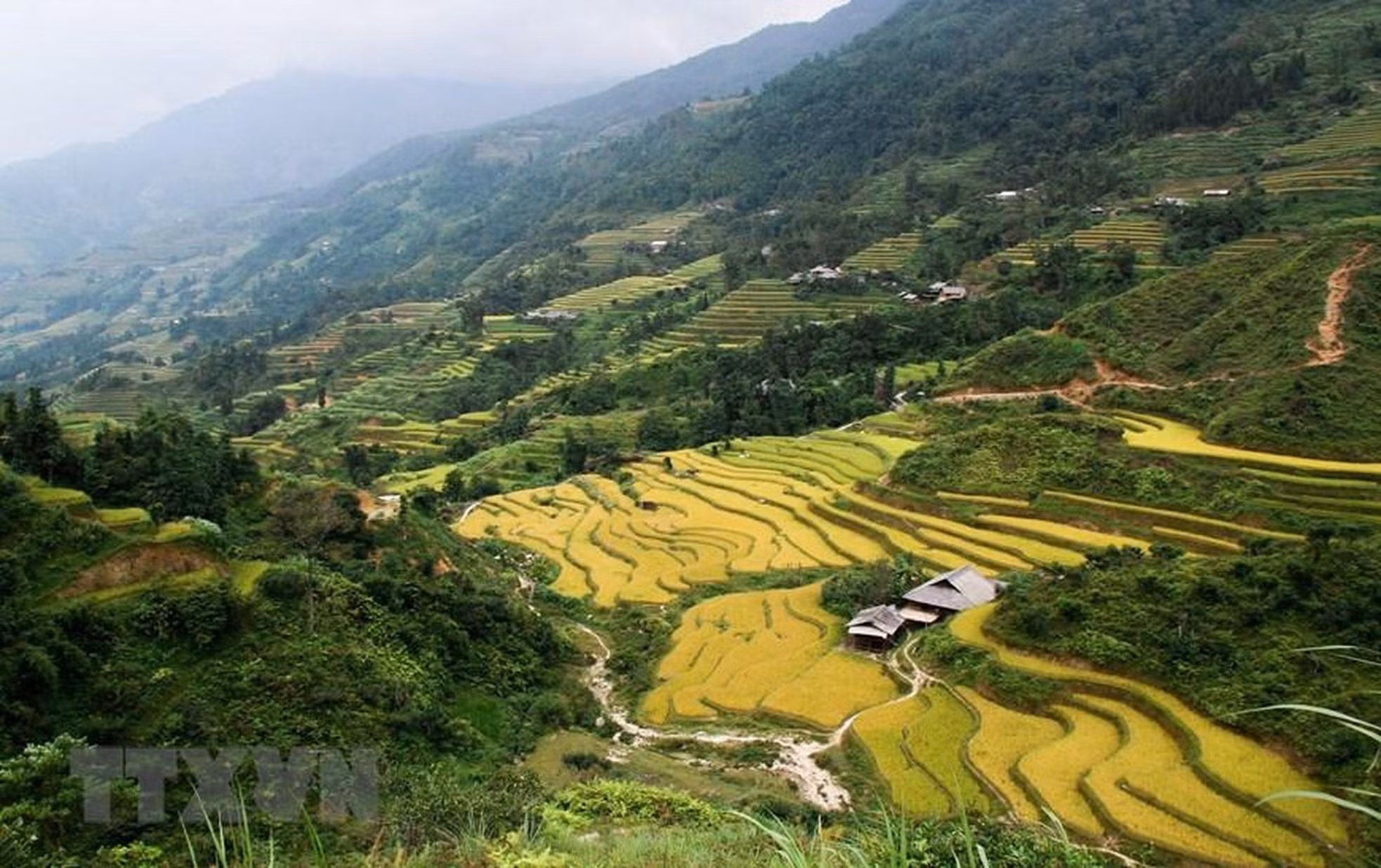 Cada año, a finales de agosto y principios de septiembre del calendario lunar, cuando hace frío, los rayos del sol brillan sobre los arrozales maduros de Hoang Su Phi, lo que indica una cosecha abundante. (Foto: VNA)