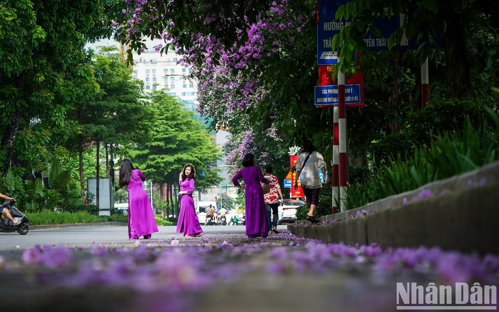 Este también es un buen momento para que los entusiastas de la fotografía capturen hermosas imágenes con esta flor. La calle Kim Ma siempre es un lugar ideal para tomar fotos el fin de semana. Este también es un buen momento para que los entusiastas de la fotografía capturen hermosas imágenes con esta flor. La calle Kim Ma siempre es un lugar ideal para tomar fotos el fin de semana.