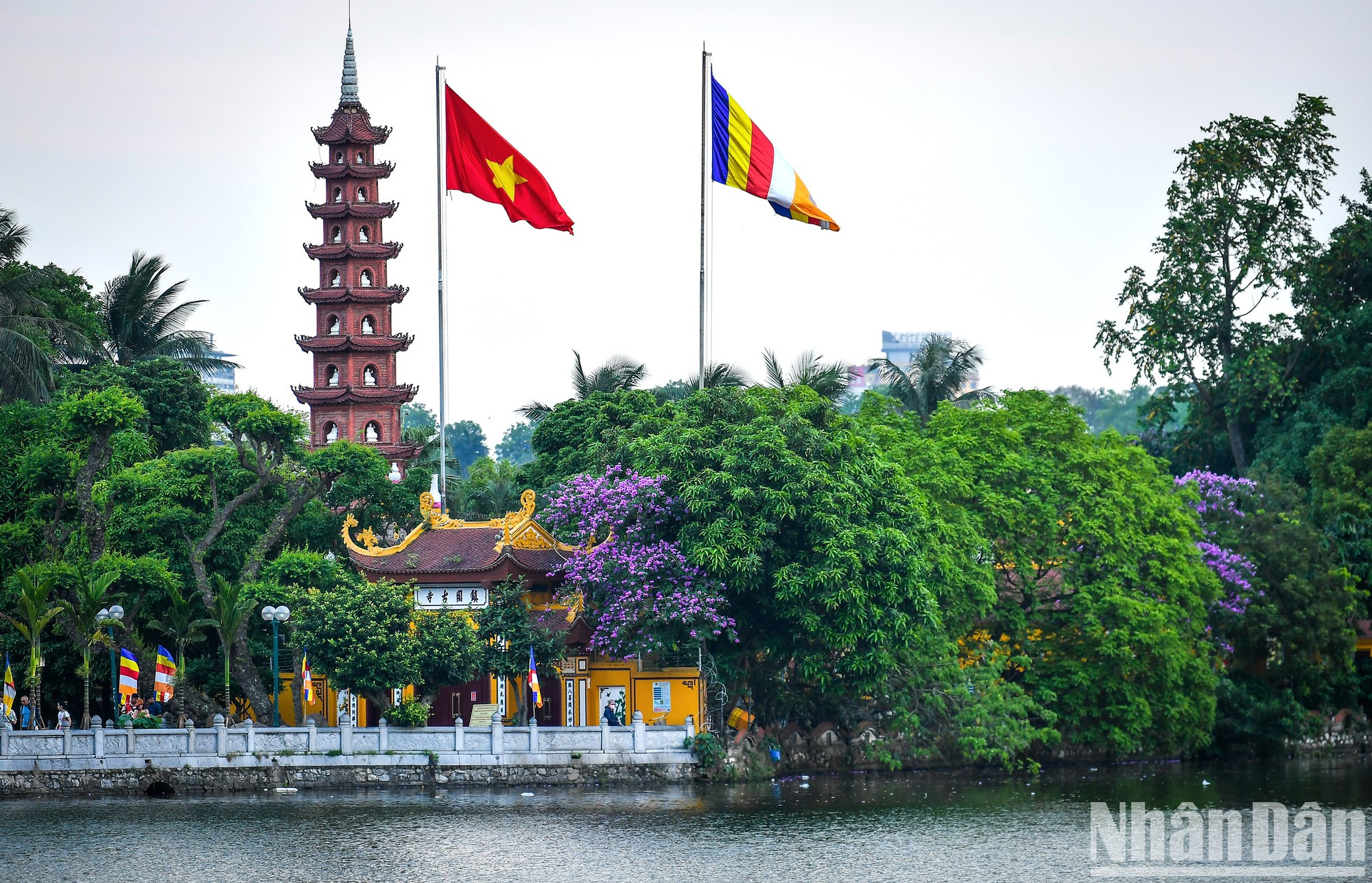 Color púrpura de flores de bang lang en la Pagoda Tran Quoc. Color púrpura de flores de bang lang en la Pagoda Tran Quoc.