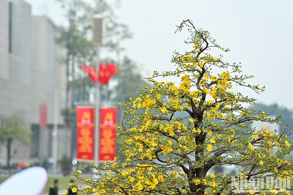La primavera llega a la plaza Ba Dinh.