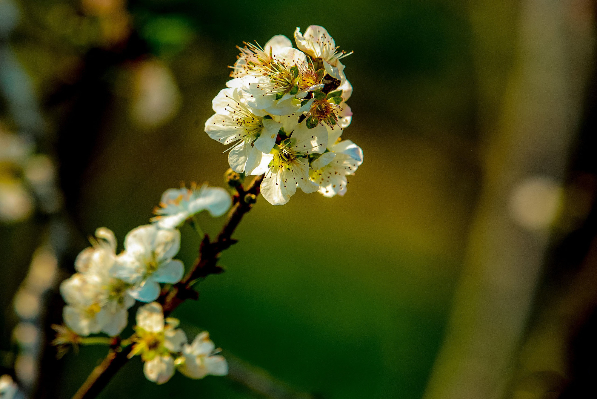 La temporada de floración del ciruelo en Bac Ha suele comenzar en los últimos días de febrero y principios de marzo.