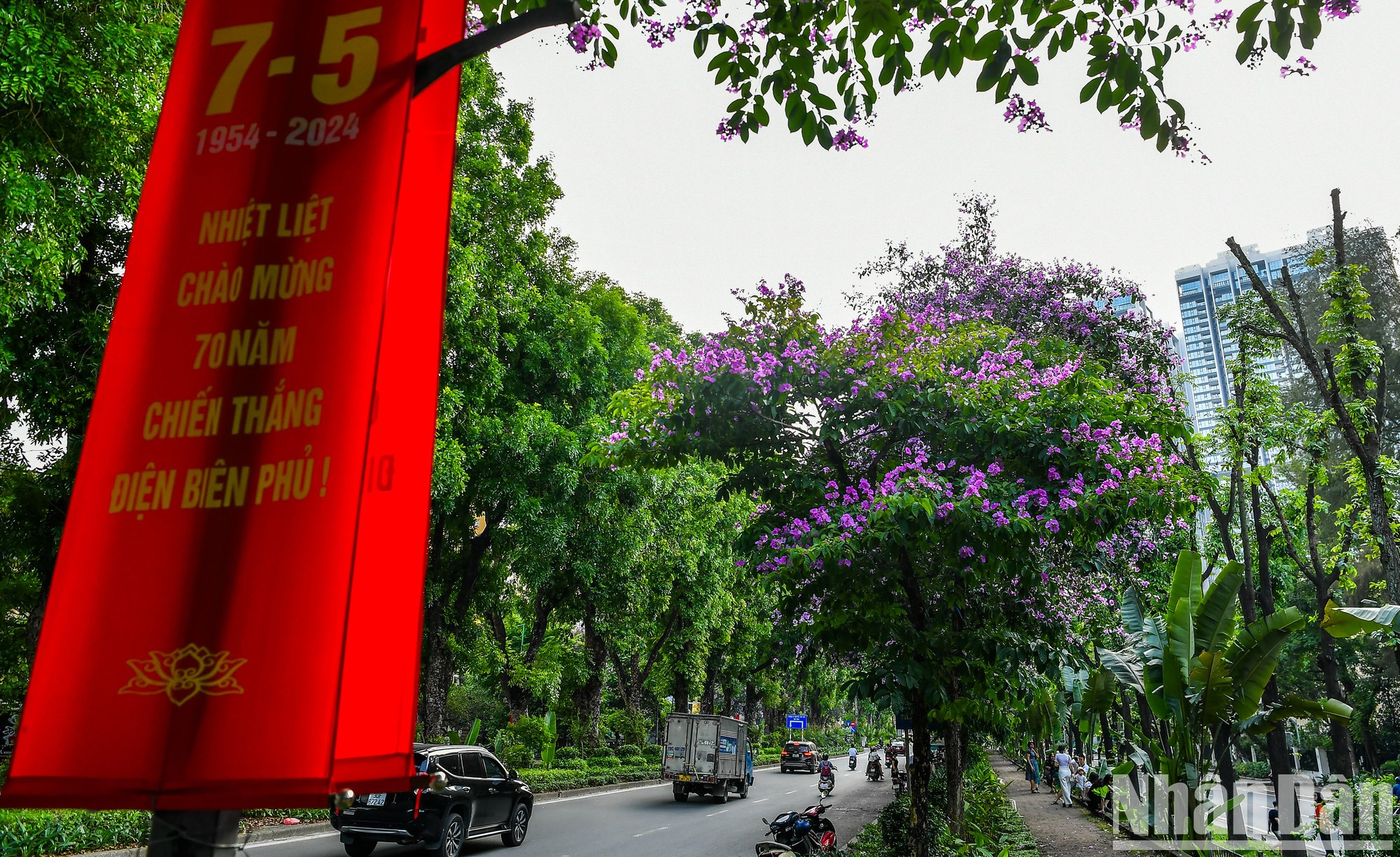 Durante los días de mayo en Hanói, las flores de bang lang brotan por numerosas calles. Durante los días de mayo en Hanói, las flores de bang lang brotan por numerosas calles.