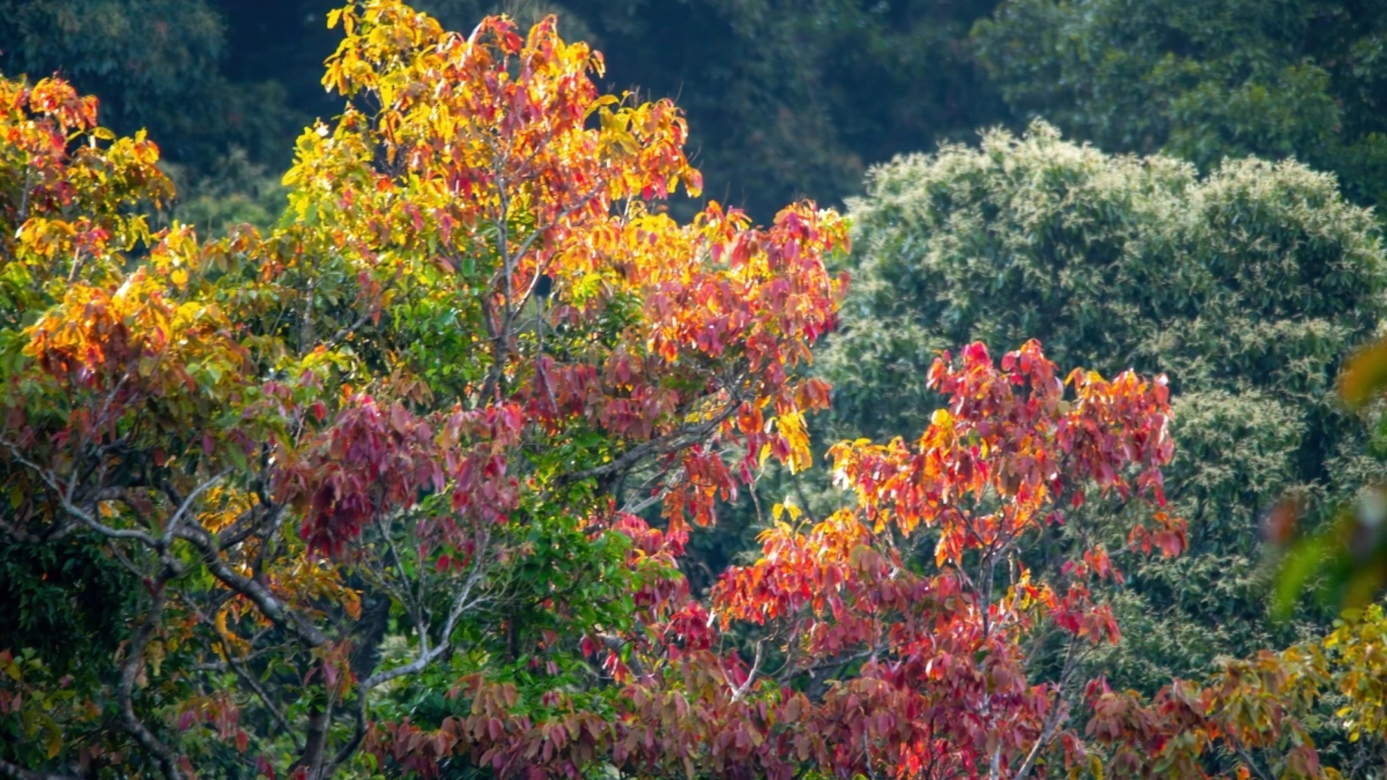 A lo largo del sinuoso camino que sube hasta la península pueden verse los bosques de cho con hojas nuevas de un rojo intenso y flores que empiezan a brotar. A lo largo del sinuoso camino que sube hasta la península pueden verse los bosques de cho con hojas nuevas de un rojo intenso y flores que empiezan a brotar.