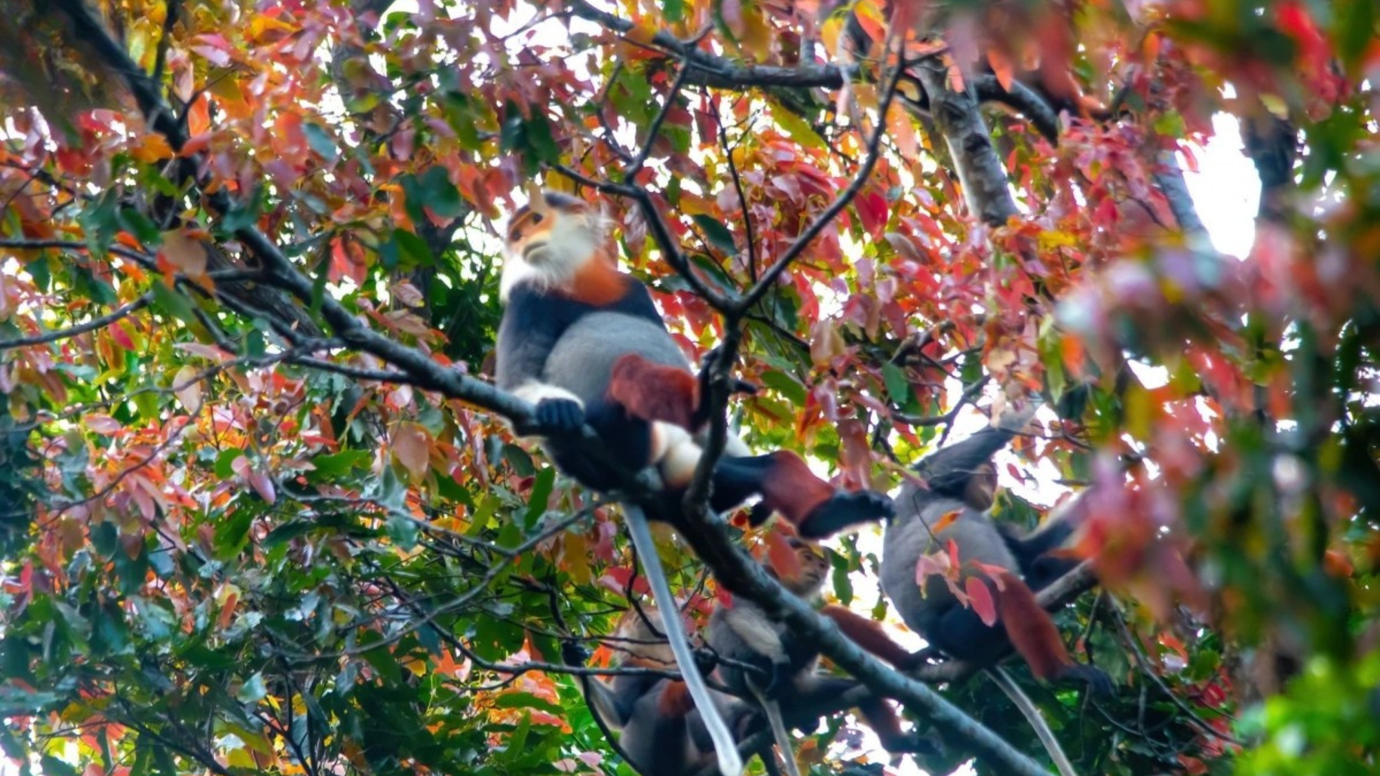 El langur jaspeado o de botas rojas es una especie endémica de la península de Son Tra. El langur jaspeado o de botas rojas es una especie endémica de la península de Son Tra.