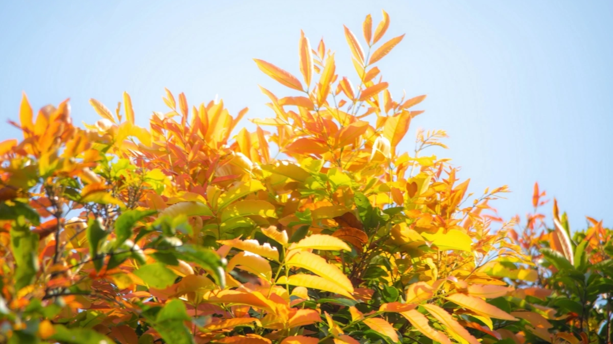 Las hojas jóvenes del árbol cho tienen un color rojo brillante que se mezcla con el tono dorado de la luz solar. Las hojas jóvenes del árbol cho tienen un color rojo brillante que se mezcla con el tono dorado de la luz solar.