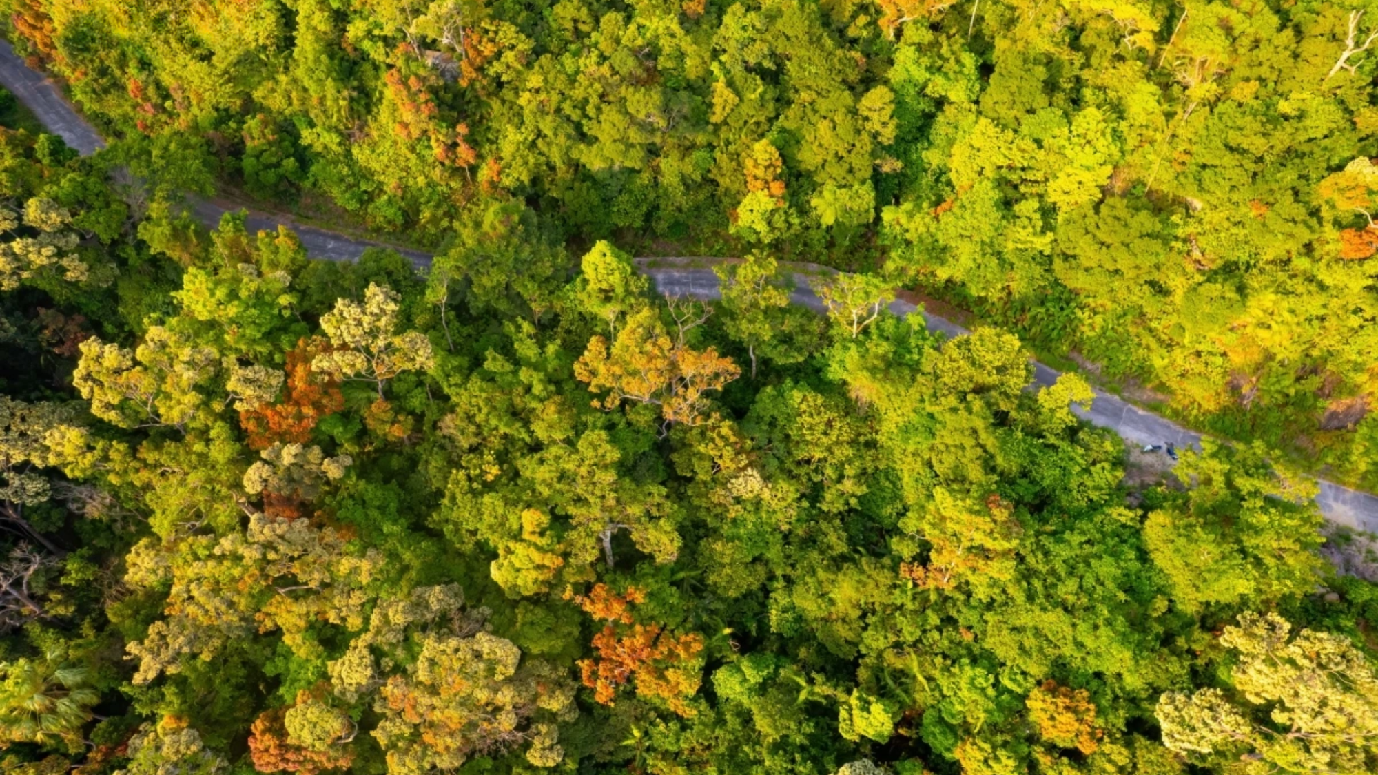 Los vibrantes colores del bosque de cho. Los vibrantes colores del bosque de cho.