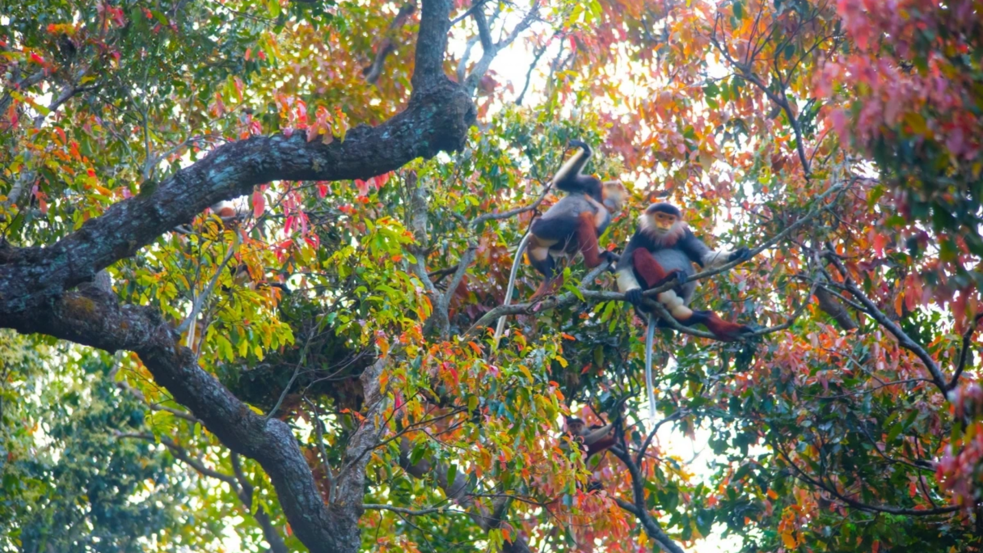 Los visitantes de la península de Son Tra tienen la responsabilidad de proteger el medio ambiente, los recursos naturales y la vida silvestre del lugar. Los visitantes de la península de Son Tra tienen la responsabilidad de proteger el medio ambiente, los recursos naturales y la vida silvestre del lugar.