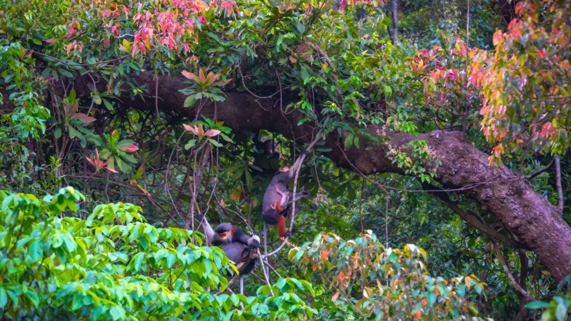 En esta época, el bosque de cho (Parashorea stellata) en la península de Son Tra está cubierto de brotes nuevos, con hojas jóvenes de color rojo brillante y flores amarillas. En esta época, el bosque de cho (Parashorea stellata) en la península de Son Tra está cubierto de brotes nuevos, con hojas jóvenes de color rojo brillante y flores amarillas.