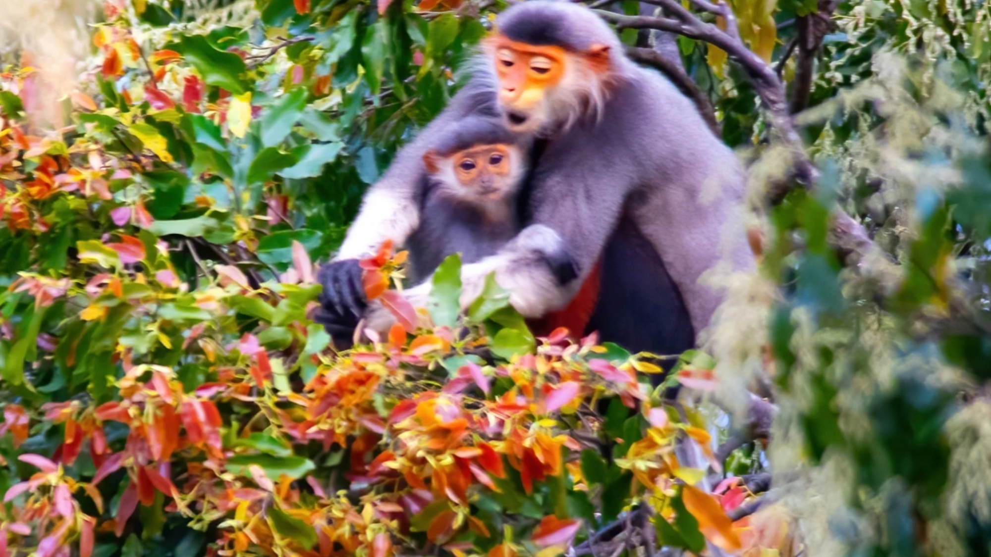 Uno de los alimentos favoritos del langur de patas rojas son las hojas jóvenes y las flores del árbol cho. Uno de los alimentos favoritos del langur de patas rojas son las hojas jóvenes y las flores del árbol cho.