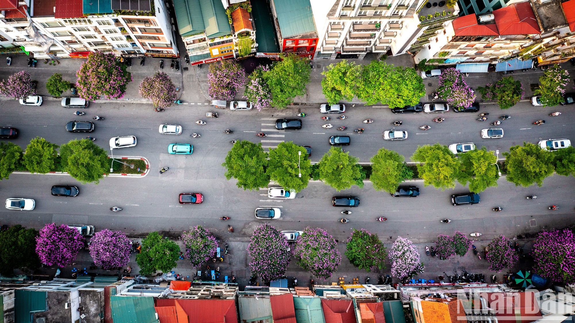 Las largas hileras de árboles de bang lang en la calle Dao Tan crea una escena impresionante. Las largas hileras de árboles de bang lang en la calle Dao Tan crea una escena impresionante.