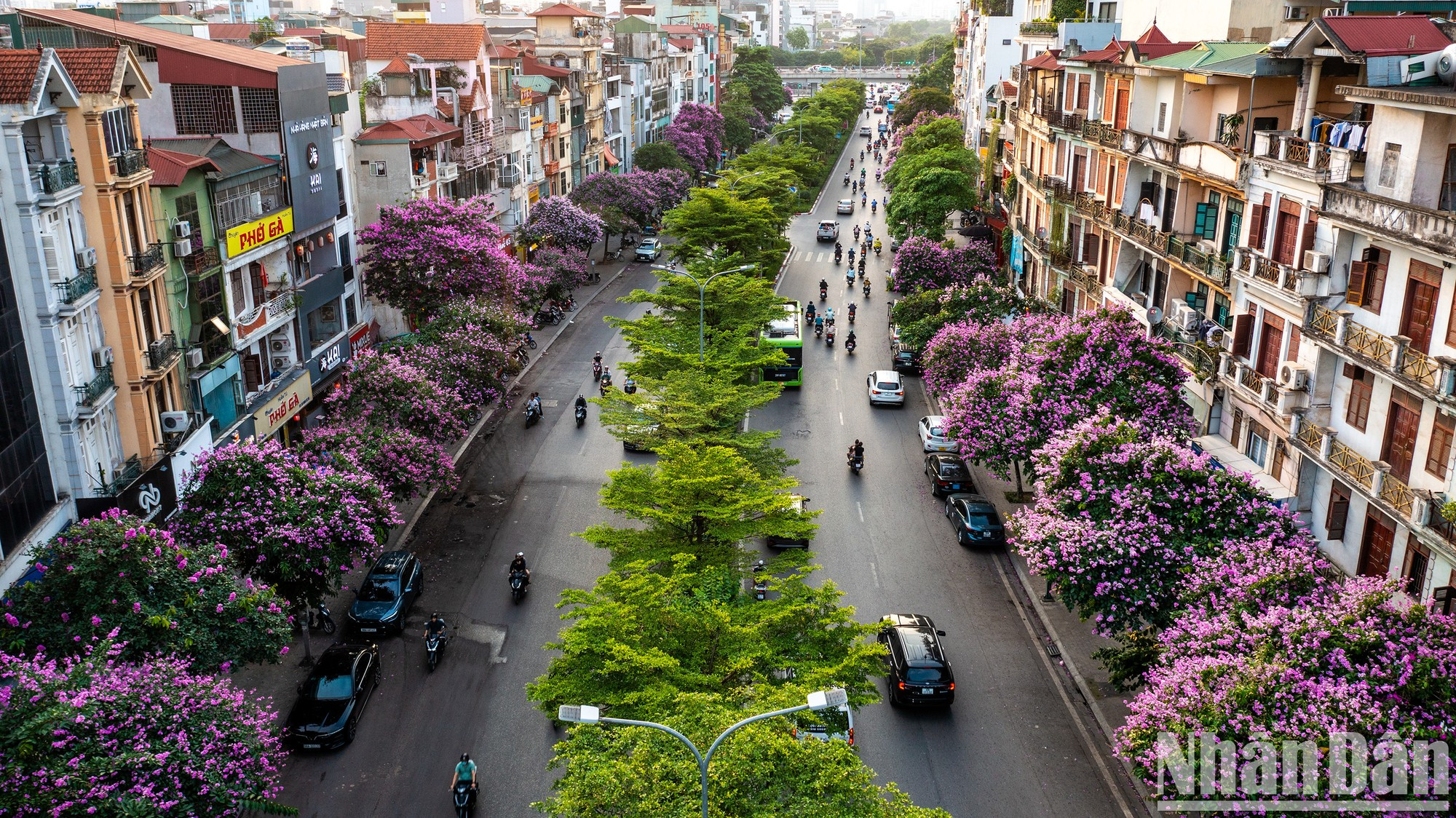 Las flores de bang lang se plantan en numerosas calles capitalinas, especialmente Kim Ma, Van Cao, Nguyen Khanh Toan, Hoang Quoc Viet, Tran Thai Tong, Duy Tan, Dao Tan, Kim Ma, Nguyen Chanh y los lagos Hoang Cau y Hoan Kiem. En la foto, las flores de bang lang tiñen la calle Dao Tan de púrpura. Las flores de bang lang se plantan en numerosas calles capitalinas, especialmente Kim Ma, Van Cao, Nguyen Khanh Toan, Hoang Quoc Viet, Tran Thai Tong, Duy Tan, Dao Tan, Kim Ma, Nguyen Chanh y los lagos Hoang Cau y Hoan Kiem. En la foto, las flores de bang lang tiñen la calle Dao Tan de púrpura.