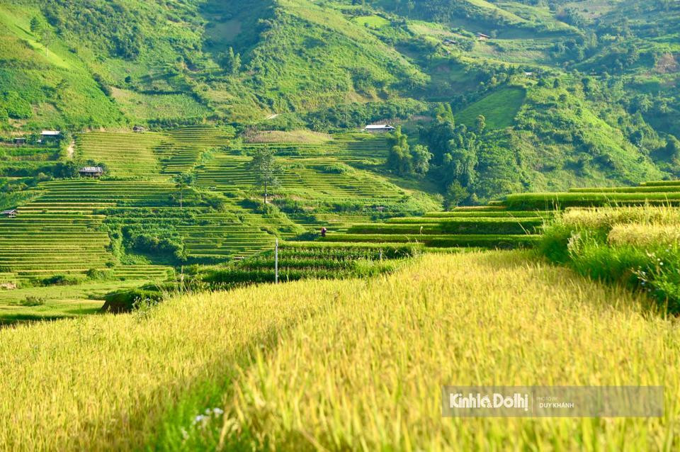 En septiembre, cuando el cielo es azul y las nubes son claras, es cuando los campos en terrazas de Mu Cang Chai cambian de color.
