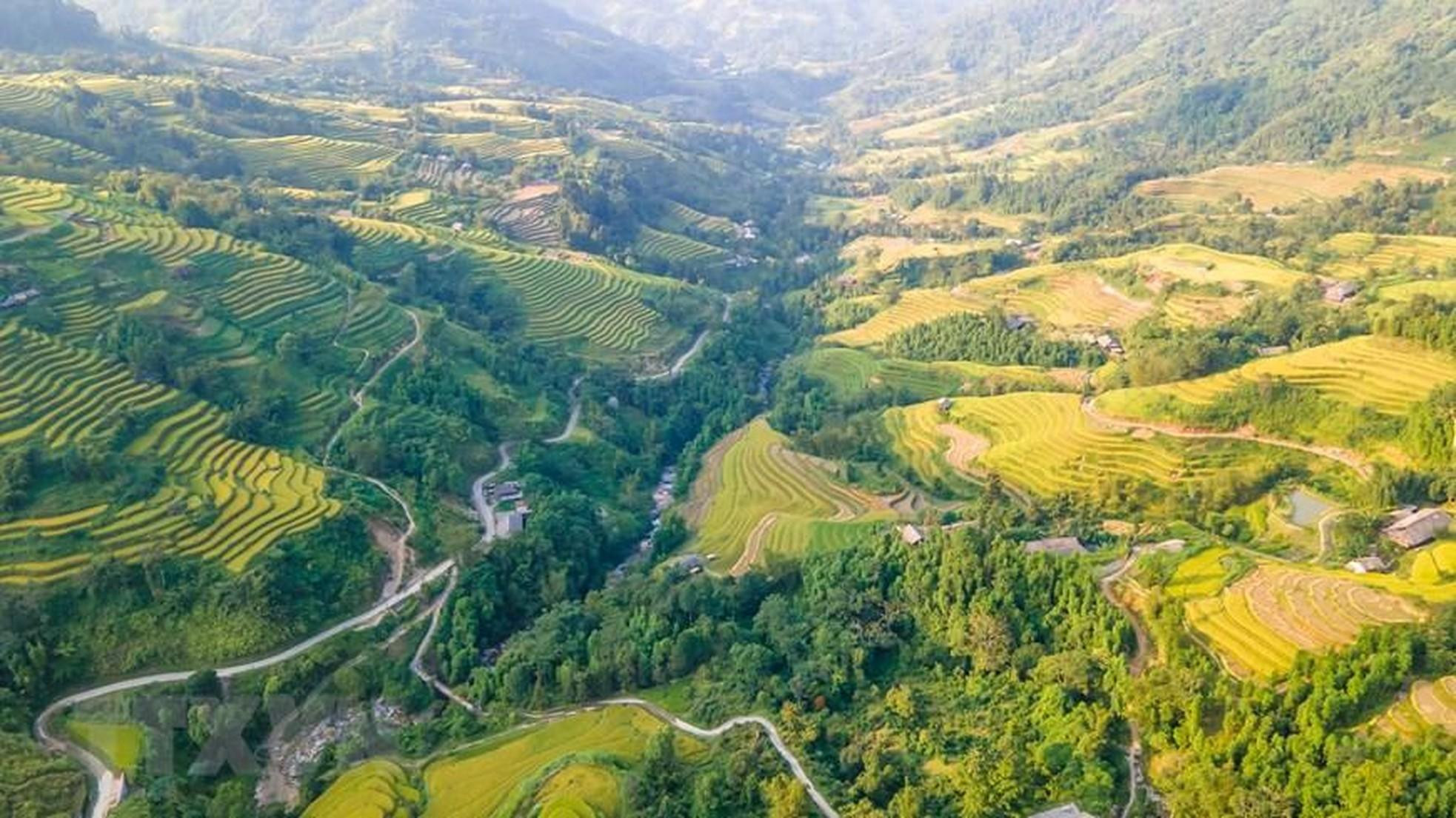 Los campos dorados en terrazas en la ladera de la montaña. (Foto: VNA) Los campos dorados en terrazas en la ladera de la montaña. (Foto: VNA)