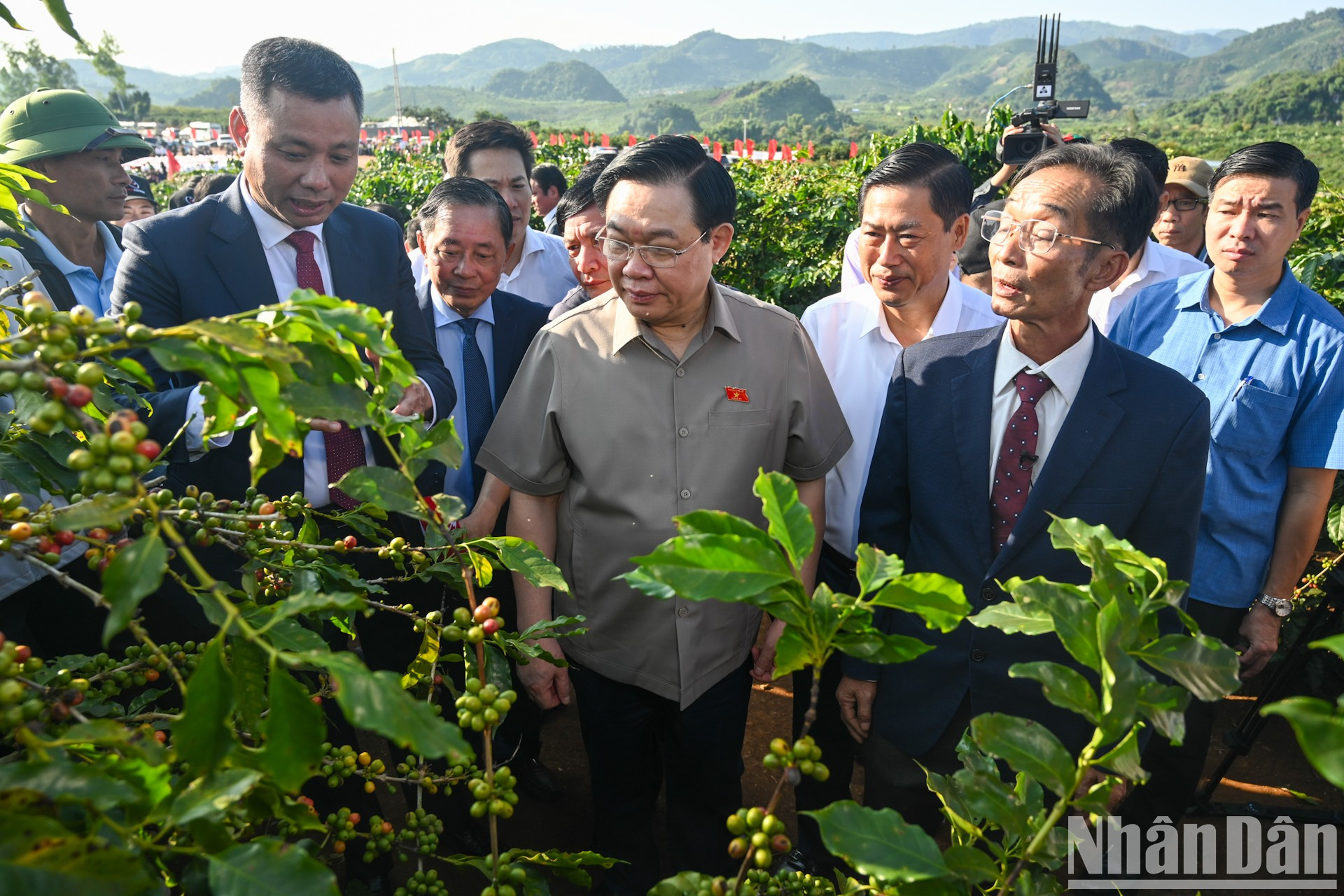 Titular del Legislativo visita la zona de cultivo de café en el poblado Hoang Van Thu.