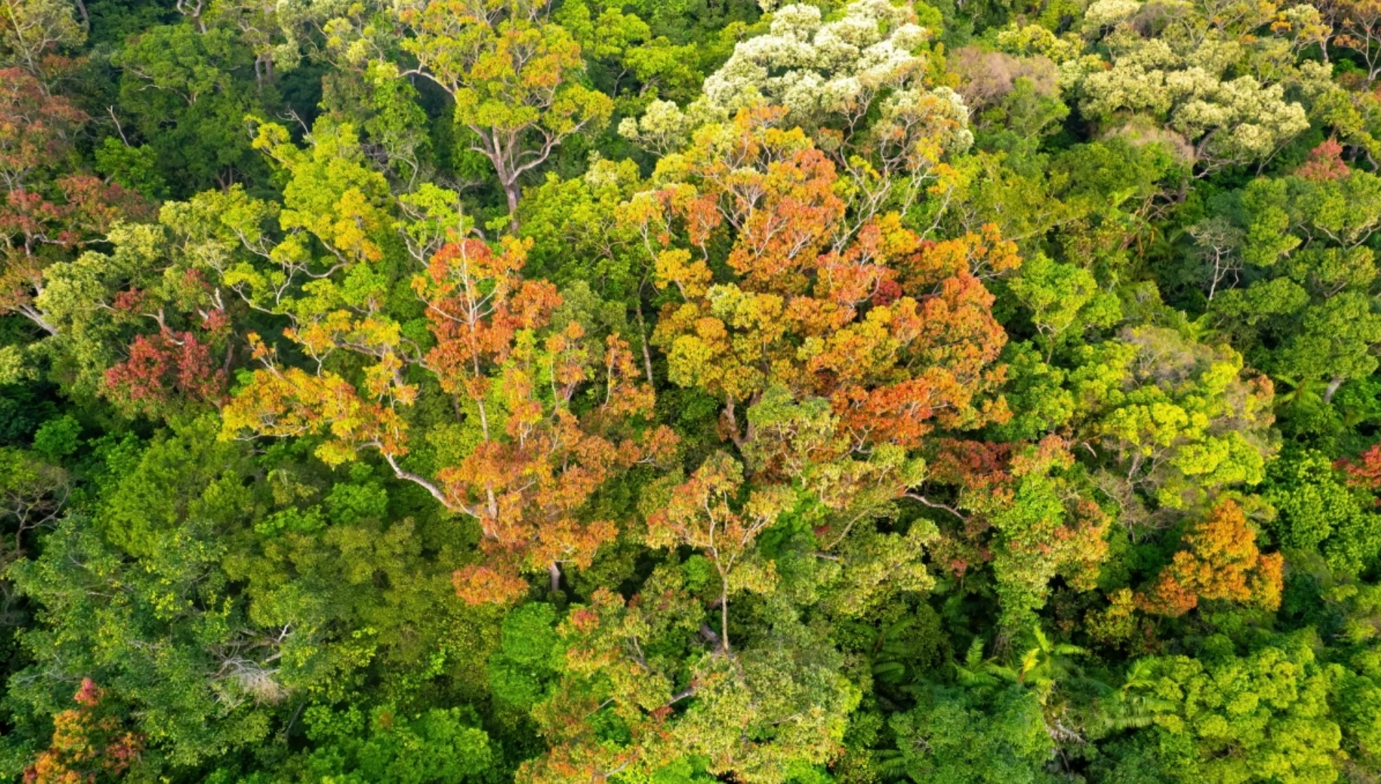 Desde arriba, la península de Son Tra parece una pintura multicolor. Desde arriba, la península de Son Tra parece una pintura multicolor.