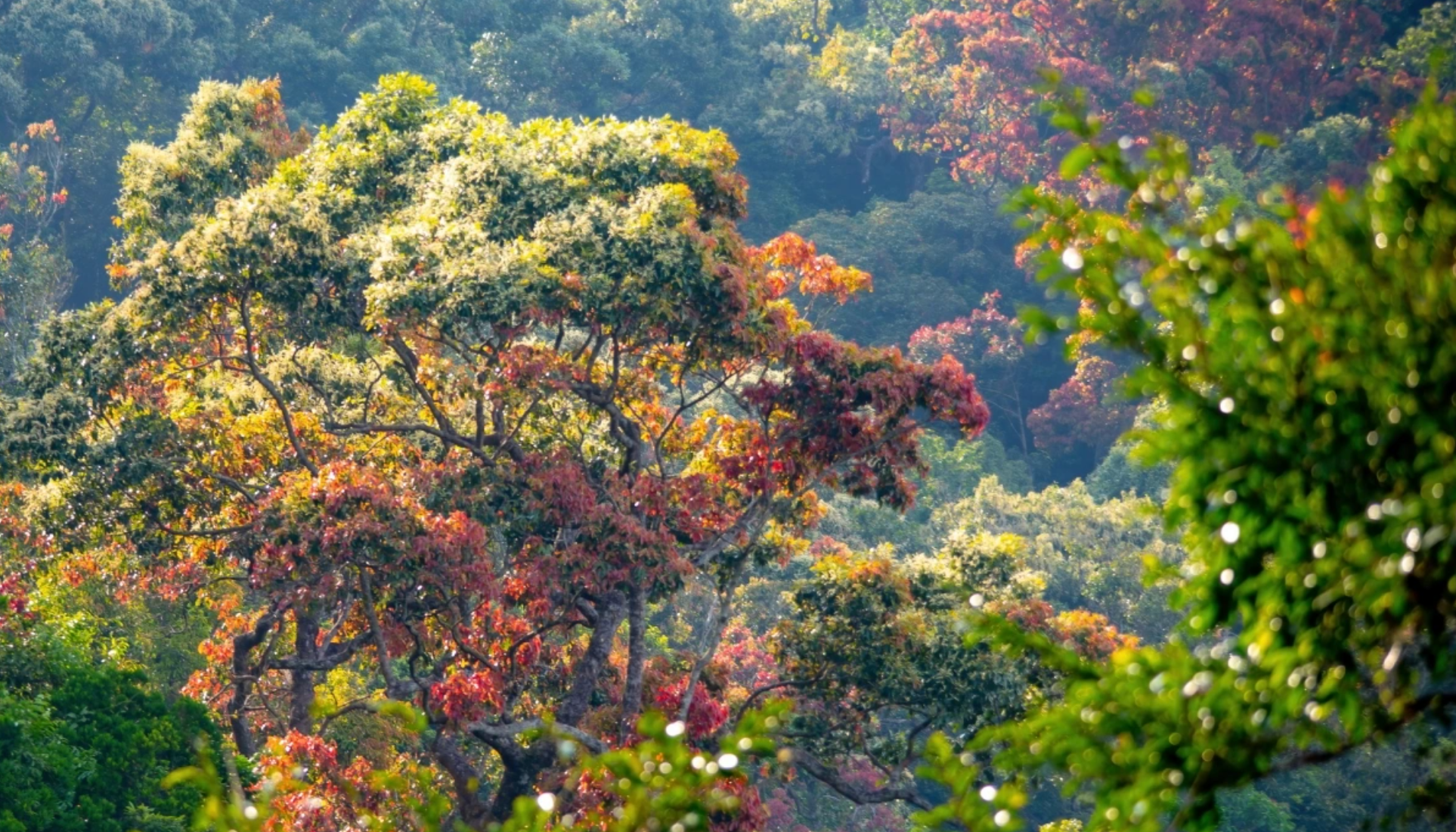 La belleza natural de Son Tra en la temporada de cambio de hojas. La belleza natural de Son Tra en la temporada de cambio de hojas.