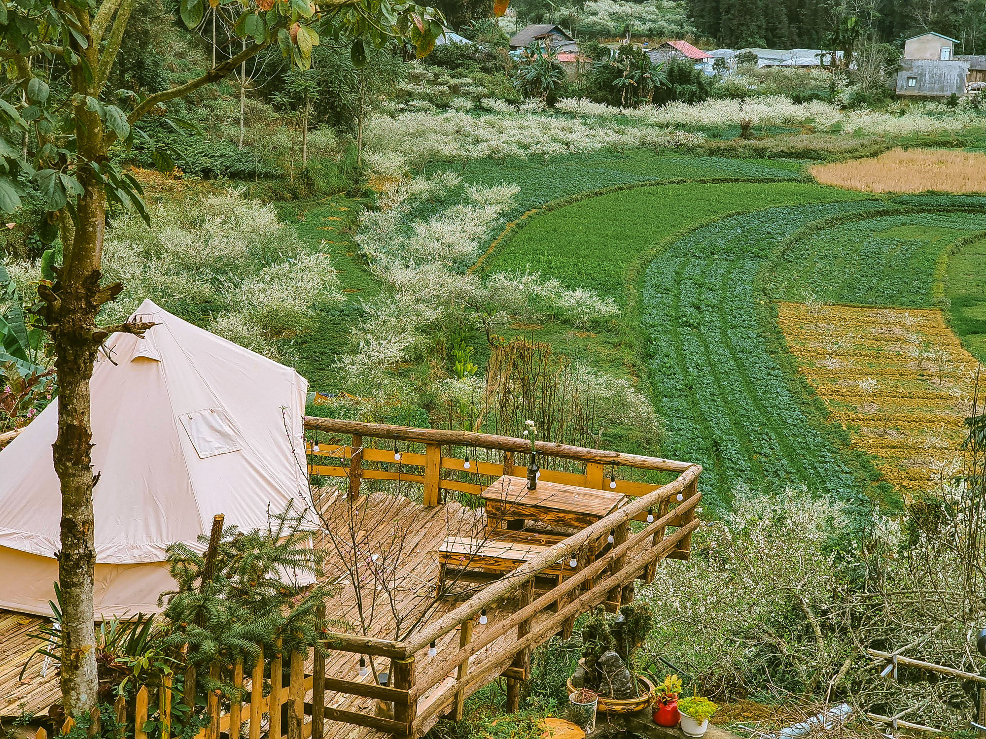 Los jardines de flores blancas de las tierras altas de Bac Ha son sitios atractivos para los jóvenes cuando llega la primavera.