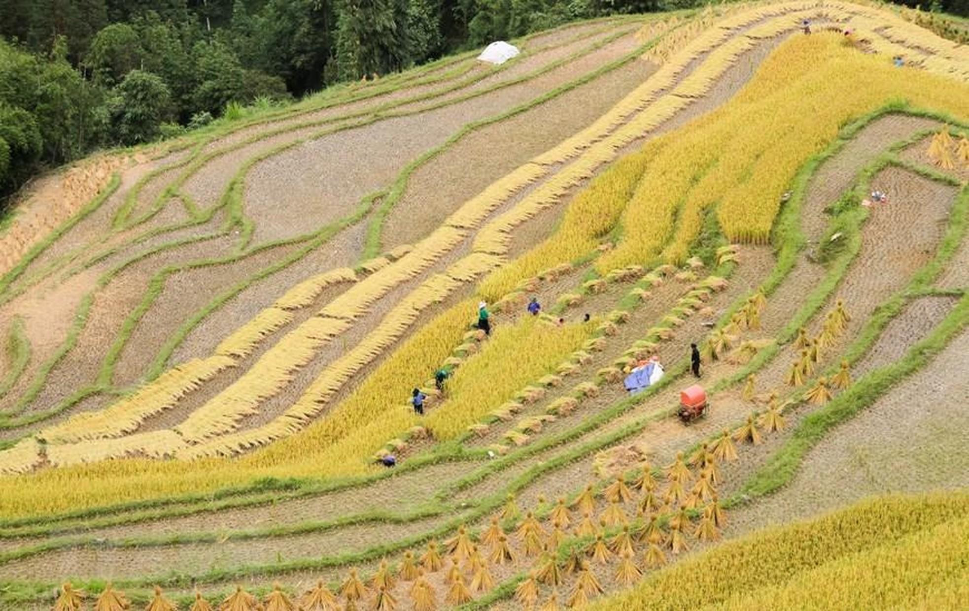 La gente cosecha en los campos de arroz de maduración temprana. (Foto: VNA) La gente cosecha en los campos de arroz de maduración temprana. (Foto: VNA)