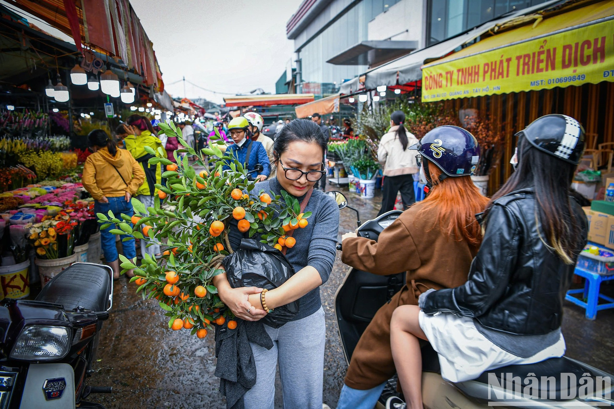 Además de durazno, numerosas personas compran kumquats o otras flores para exhibirlas durante el Tet. Además de durazno, numerosas personas compran kumquats o otras flores para exhibirlas durante el Tet.