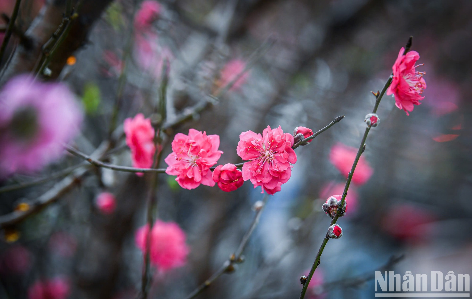 Las bellas flores de durazno en el mercado de Quang Ba en la tarde del 26 del último mes del duodécimo mes lunar. Las bellas flores de durazno en el mercado de Quang Ba en la tarde del 26 del último mes del duodécimo mes lunar.