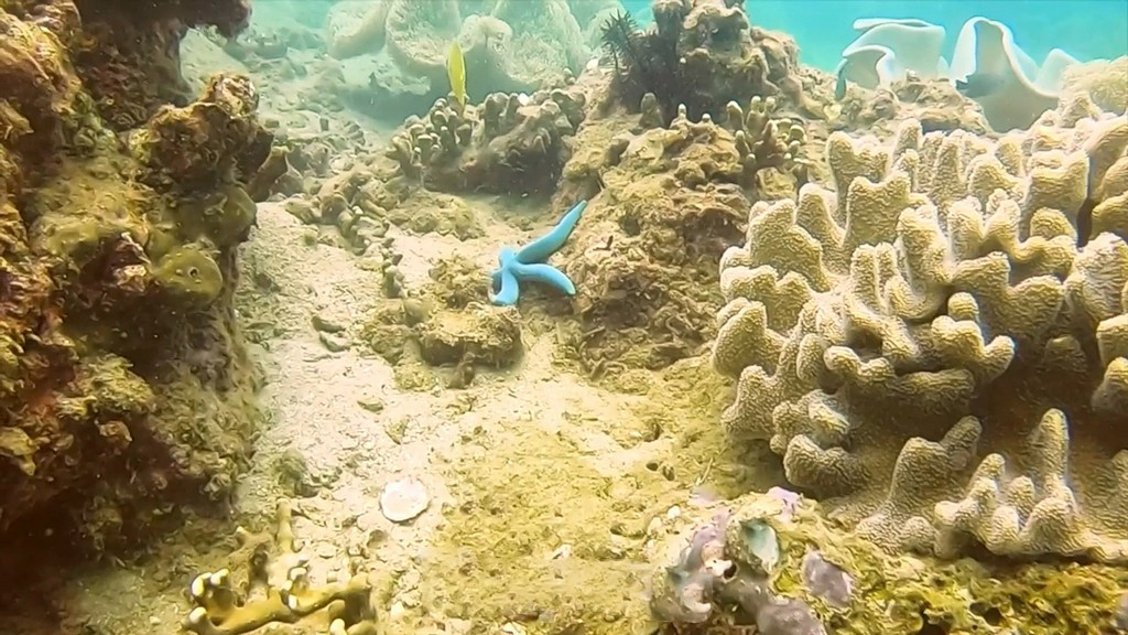 La existencia de varias playas de aguas profundas y cristalinas crea las condiciones ideales para bucear y ver especies de corales y peces de gran belleza.