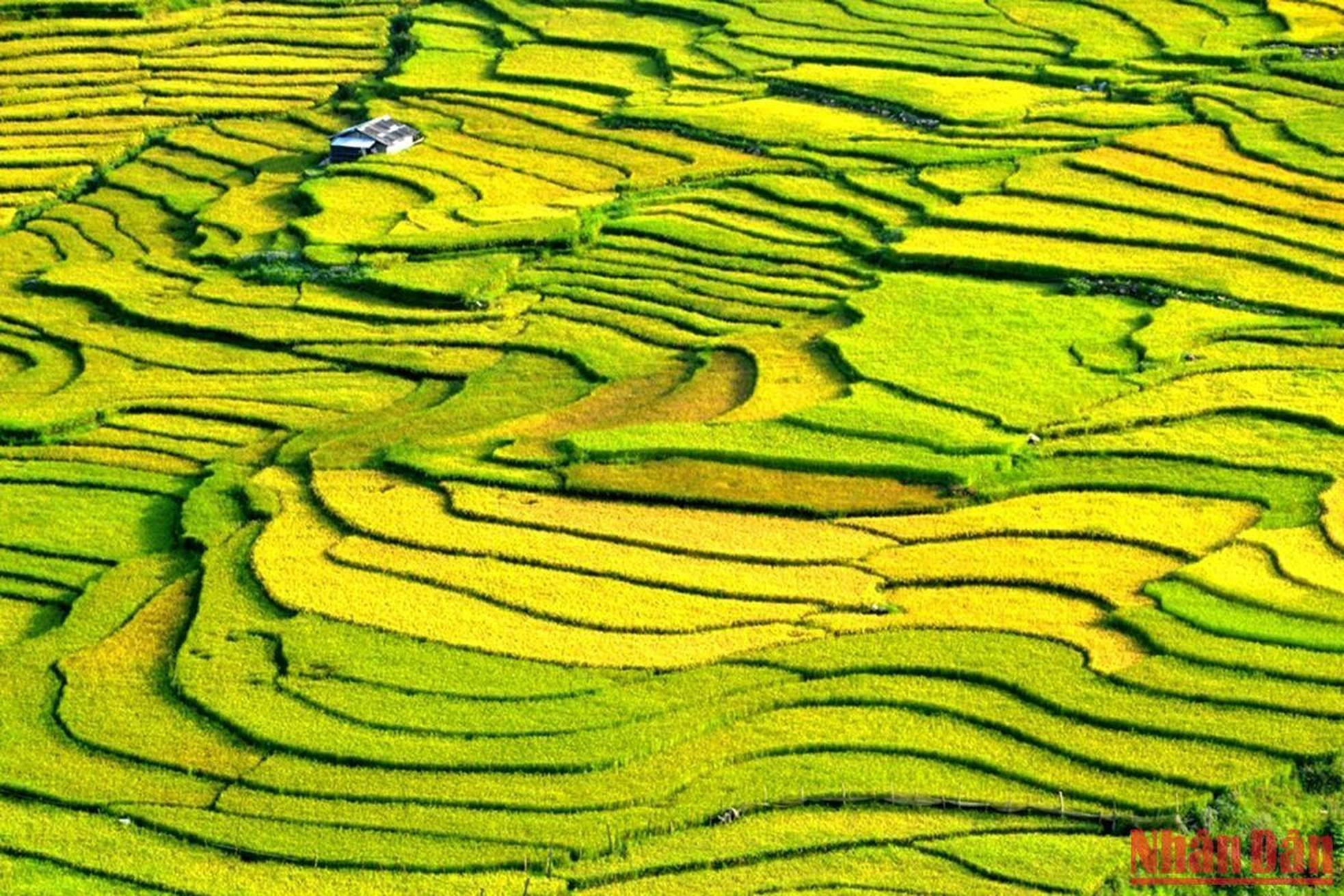 Las terrazas de arroz conforman un colorido cuadro de paisaje. Las terrazas de arroz conforman un colorido cuadro de paisaje.
