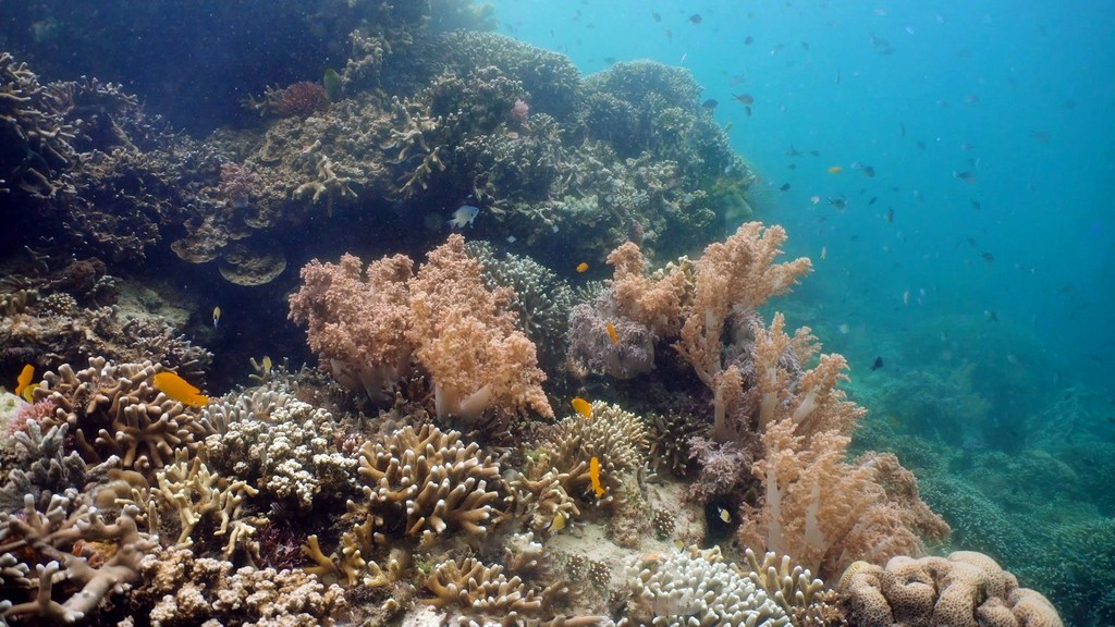 Para ver los corales, los visitantes pueden elegir una de estas tres opciones: inmersión en superficie, inmersión profunda o paseo submarino.