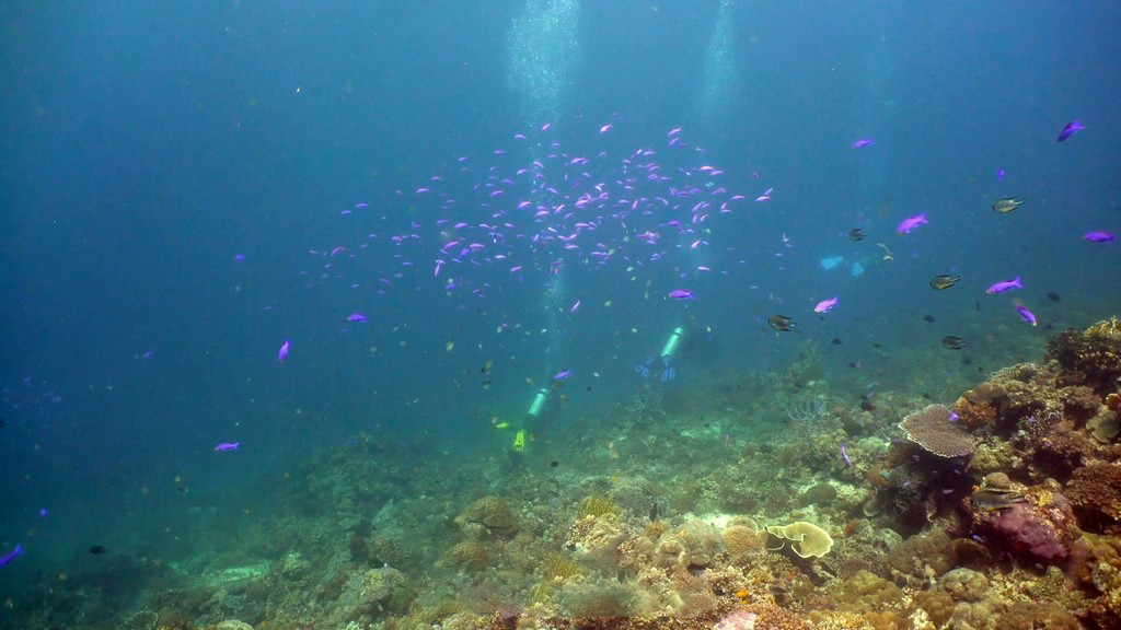 Los visitantes pueden ver los corales desde una distancia cercana.