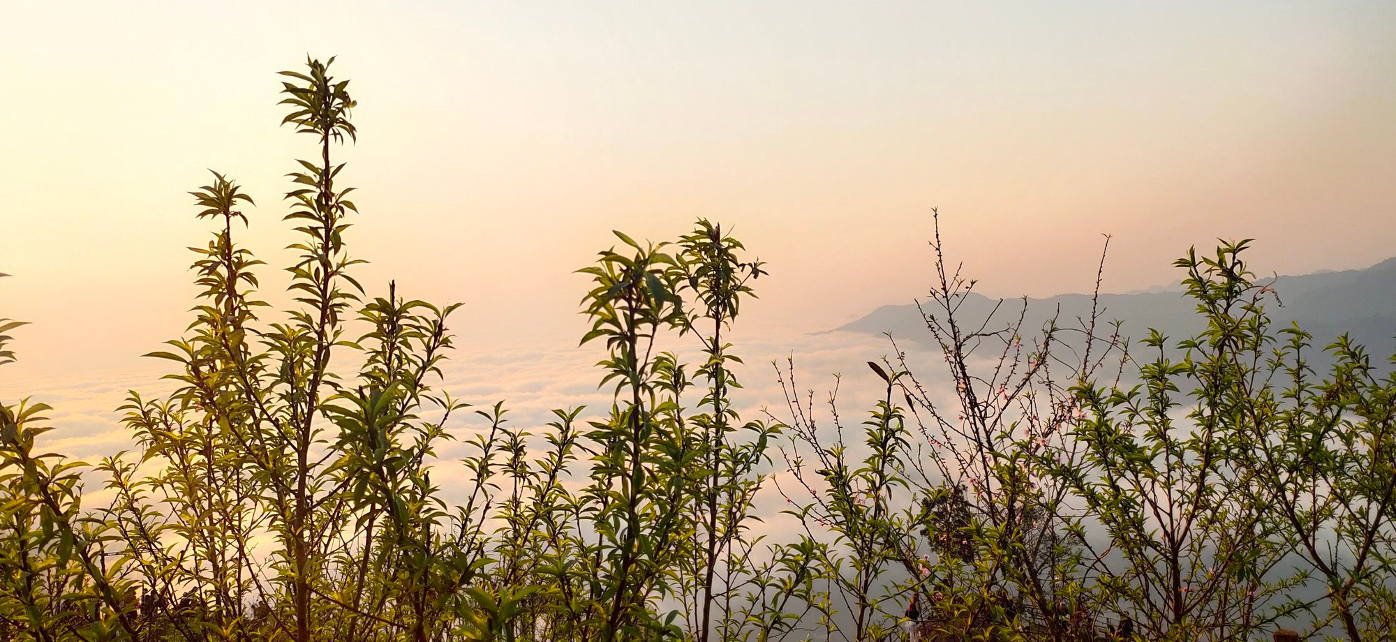 Las flores de melocotón también adornan el color primaveral.