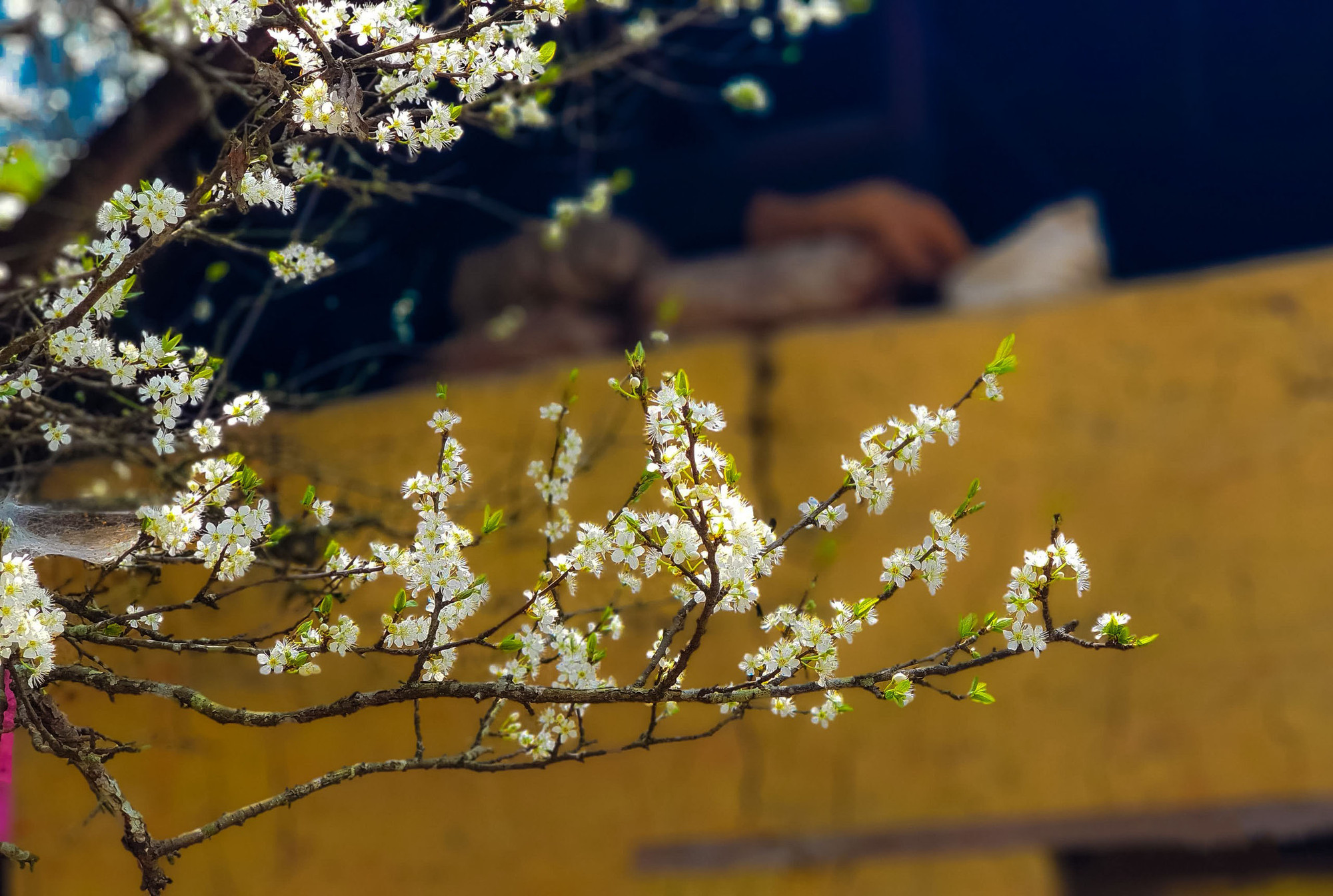 En los primeros días de la primavera, numerosos turistas nacionales y extranjeros llegan a la meseta blanca de Bac Ha para admirar las flores blancas de los ciruelos.
