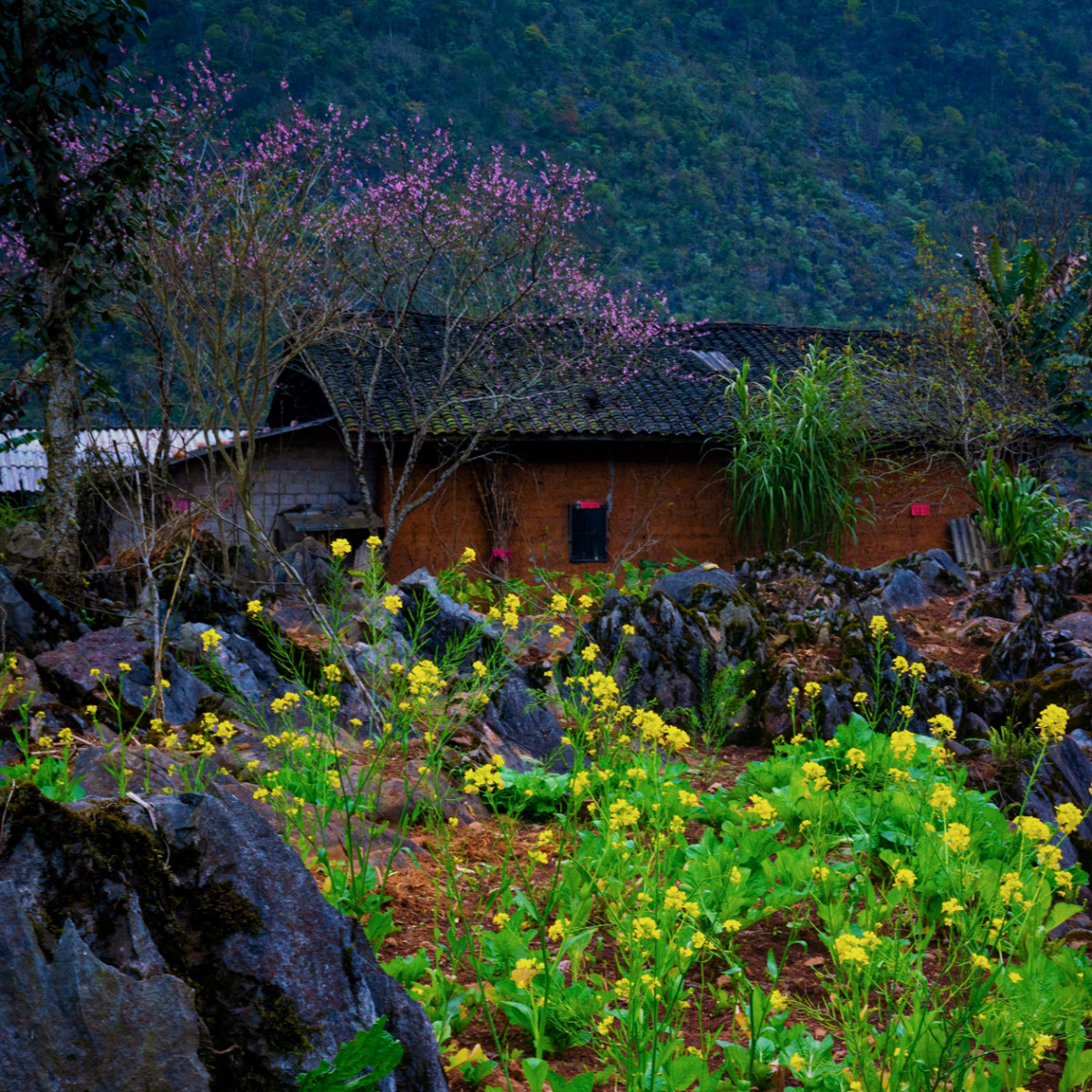 Un pueblo cerca de Meo Vac en primavera, cuando los melocotoneros comienzan a florecer