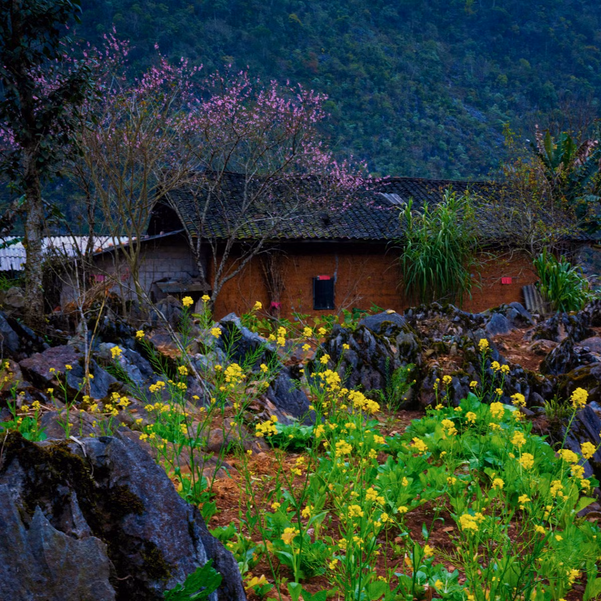 Un pueblo cerca de Meo Vac en primavera, cuando los melocotoneros comienzan a florecer