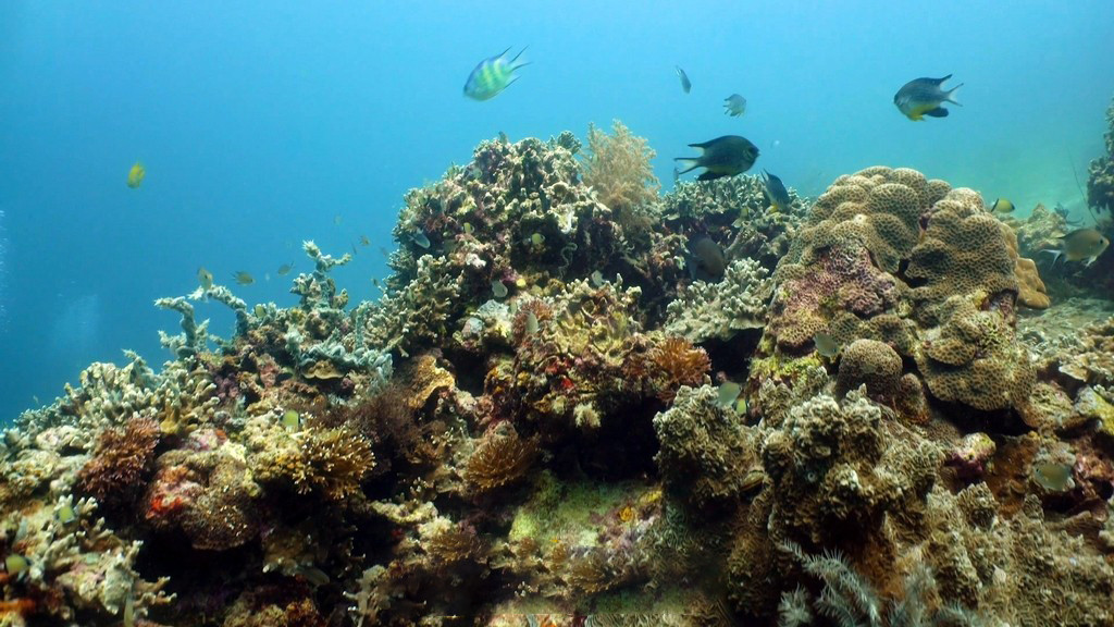 Es la primera isla de Vietnam que descubre un rico sistema coralino de más de 300 especies, 39 variedades y 17 familias.
